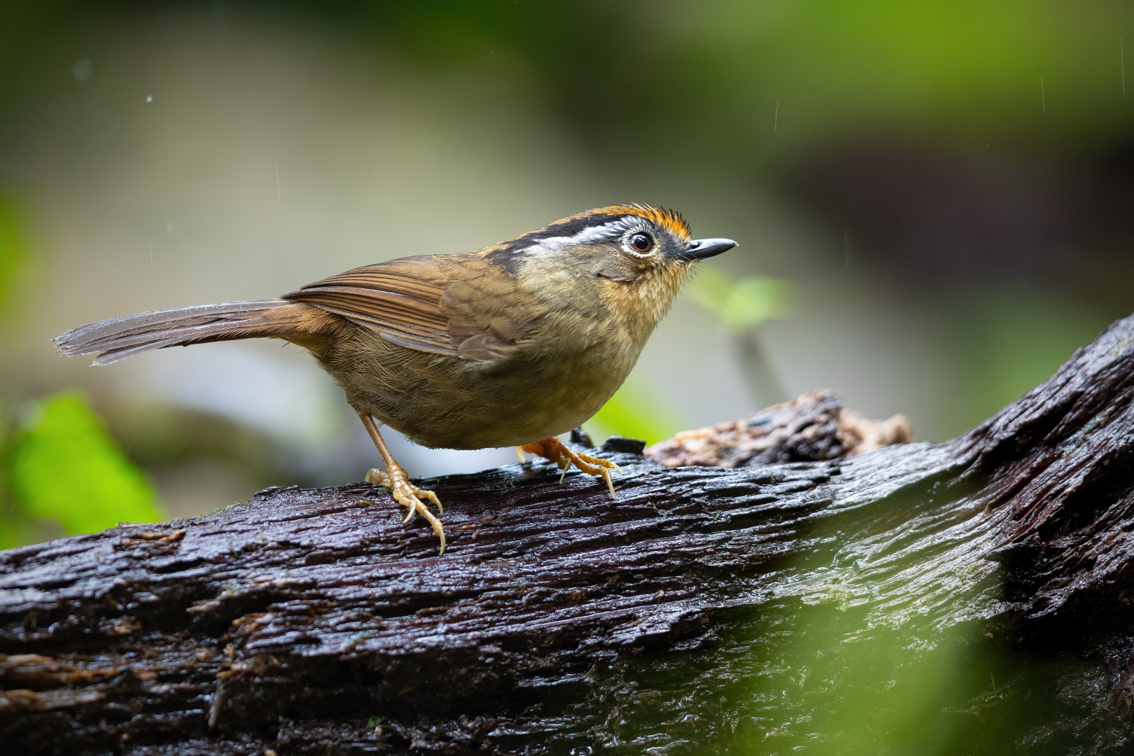Rufous-winged Fulvetta