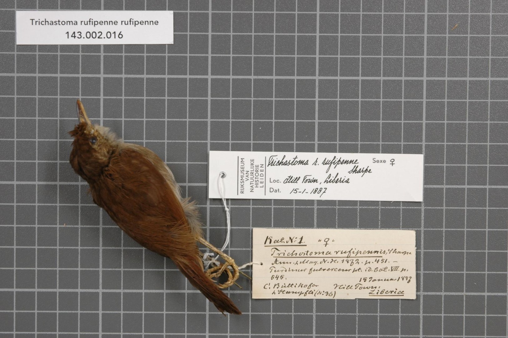 Rufous-winged Illadopsis