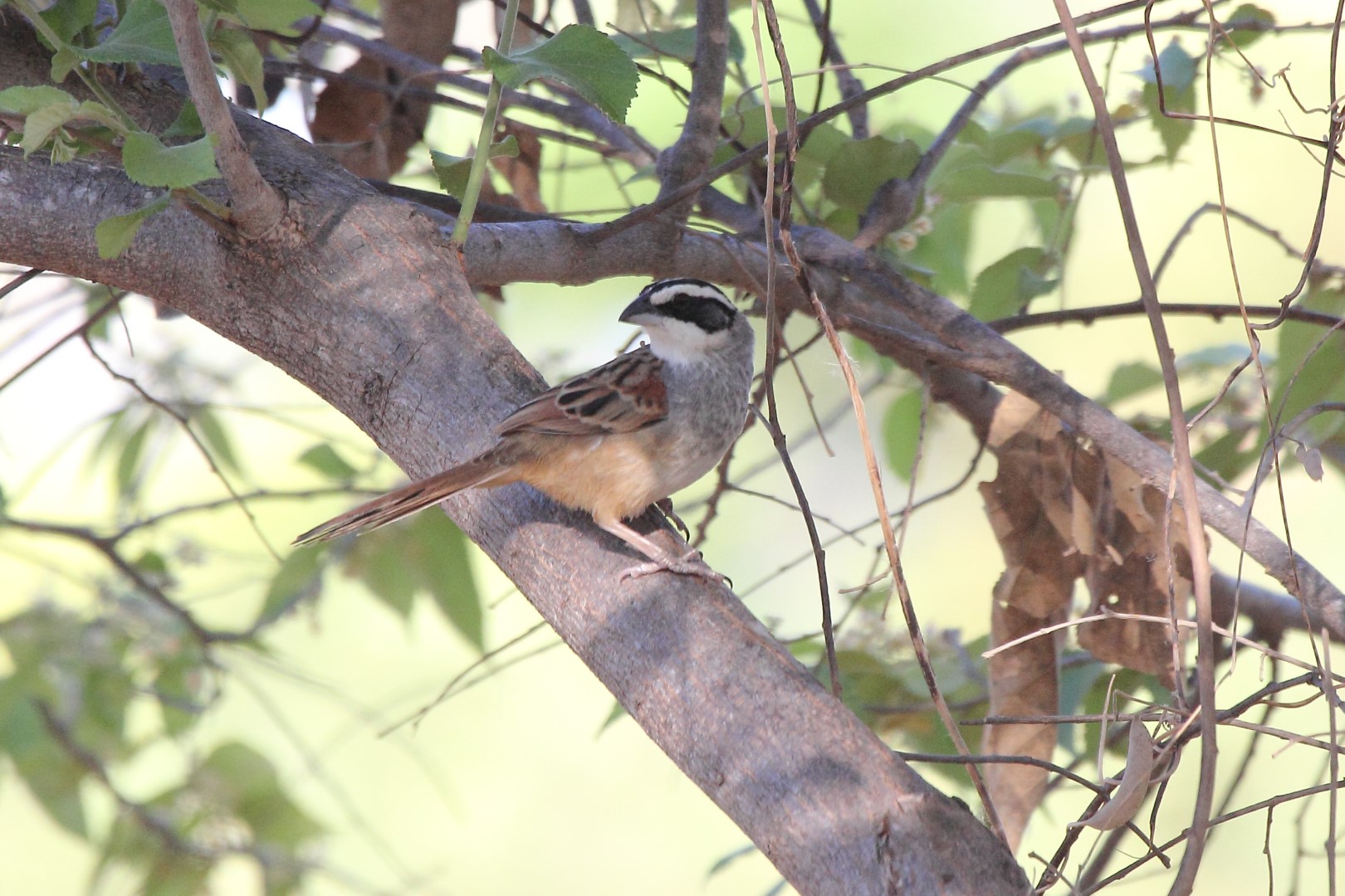 Rufous-winged Sparrow