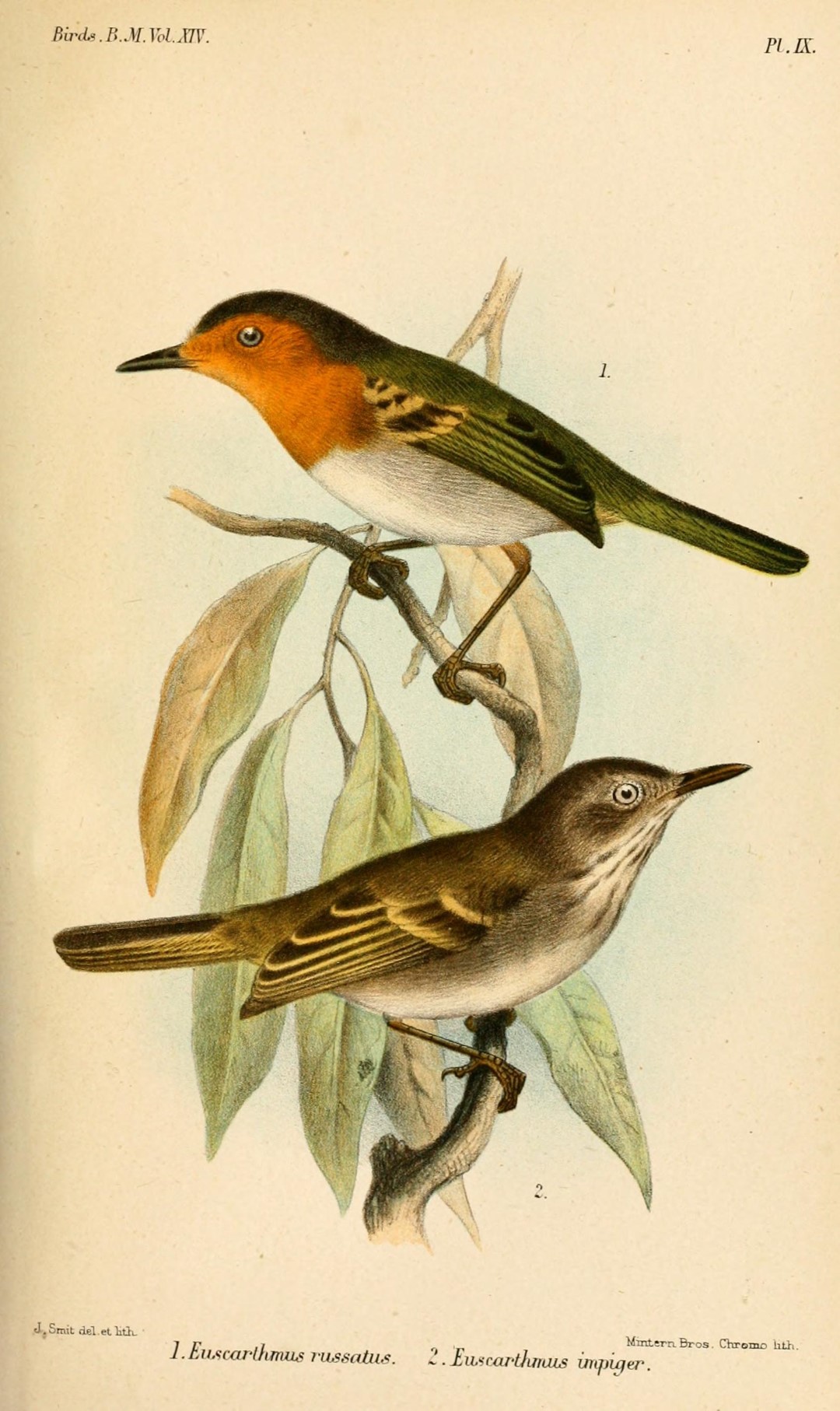 Rufous-winged Tyrannulet