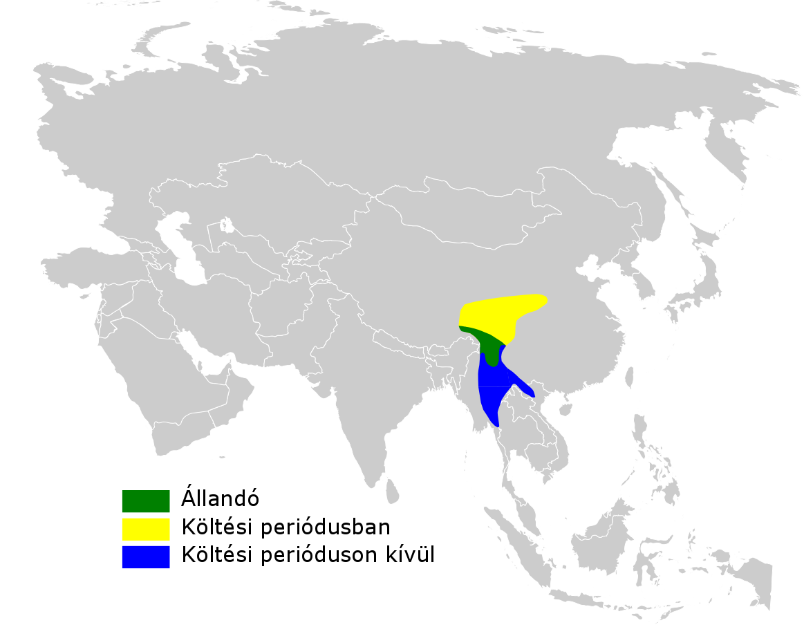 Russet-crowned Warbler