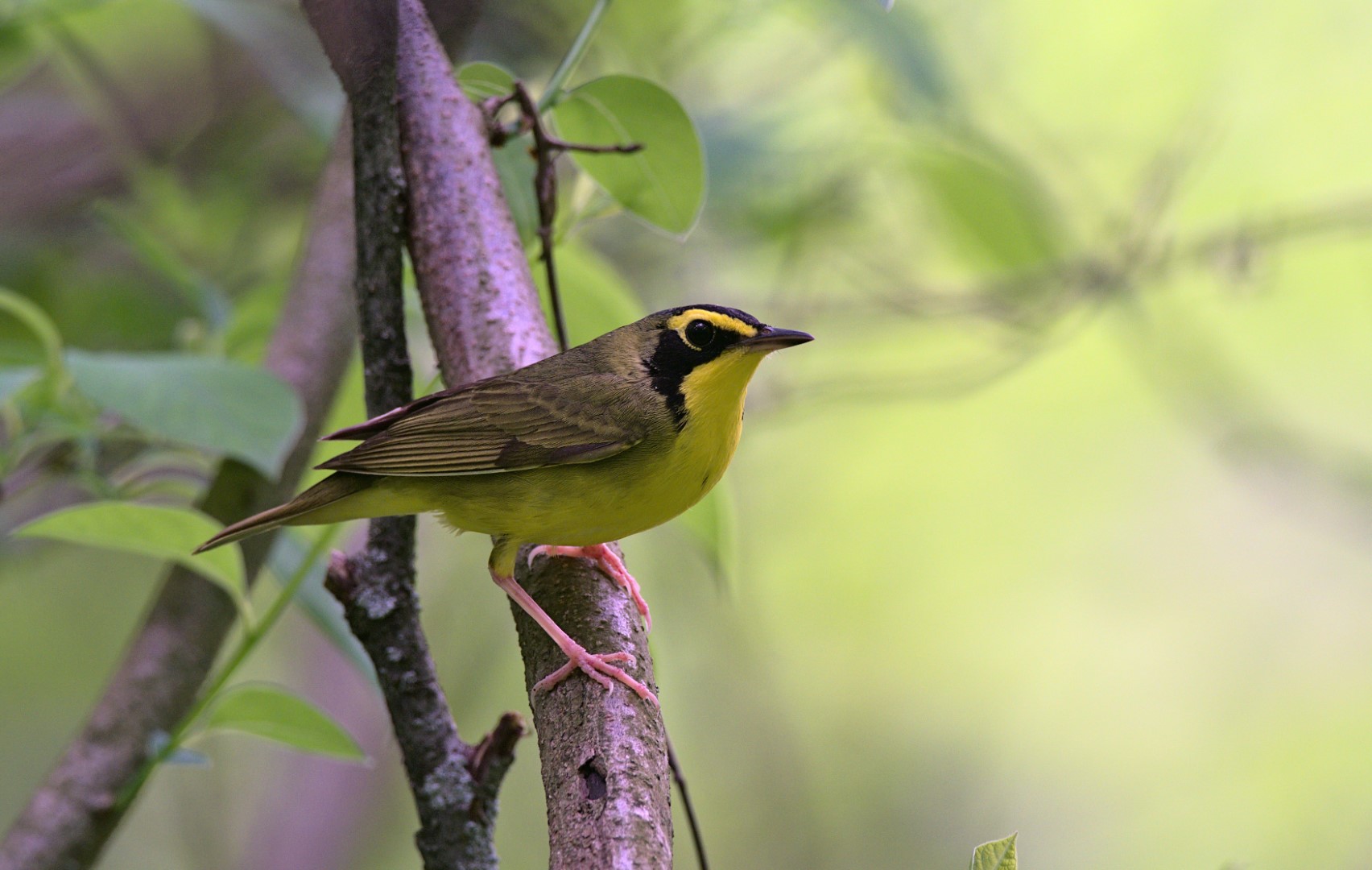 Russet-crowned Warbler