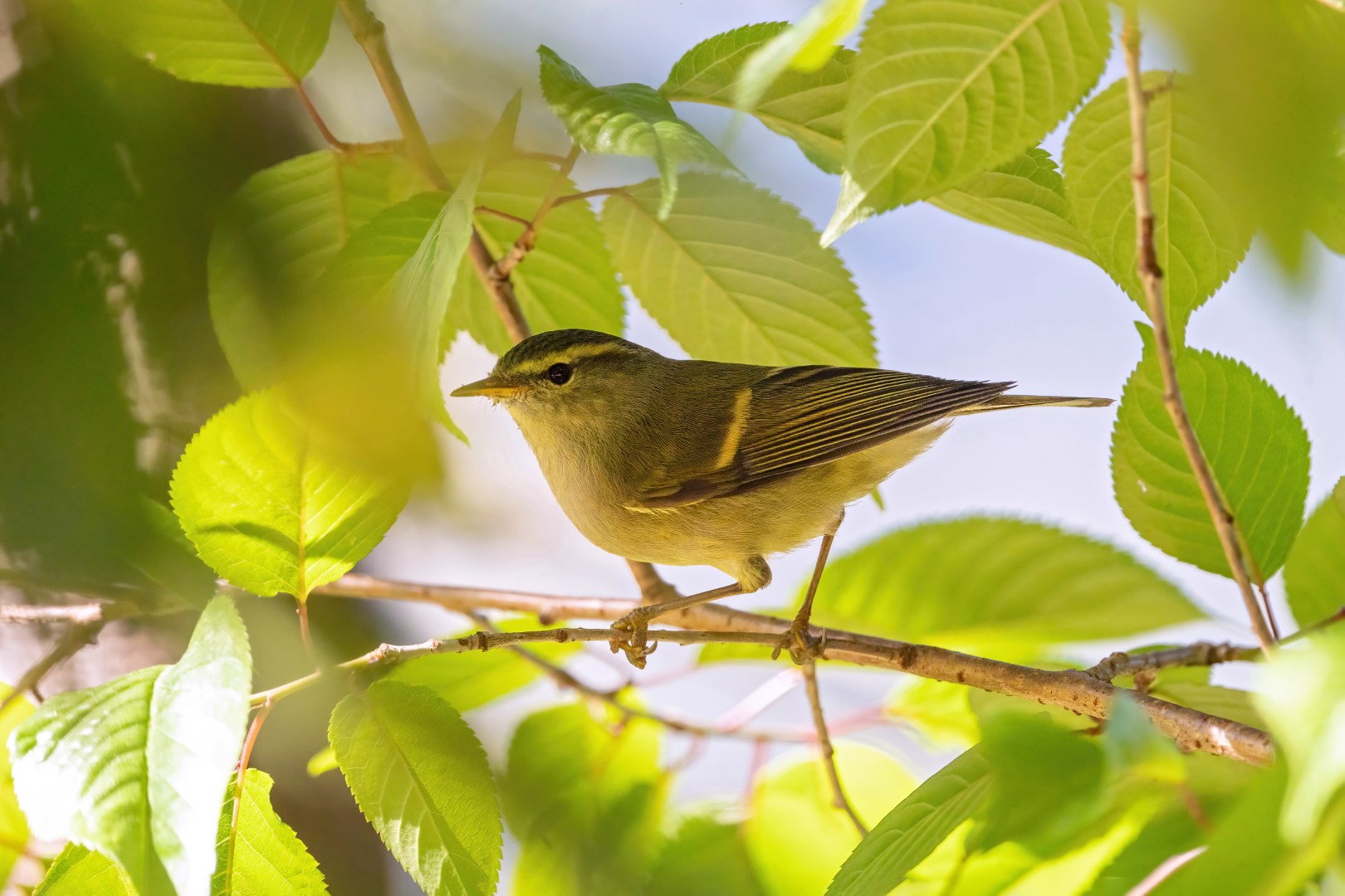Russet-crowned Warbler