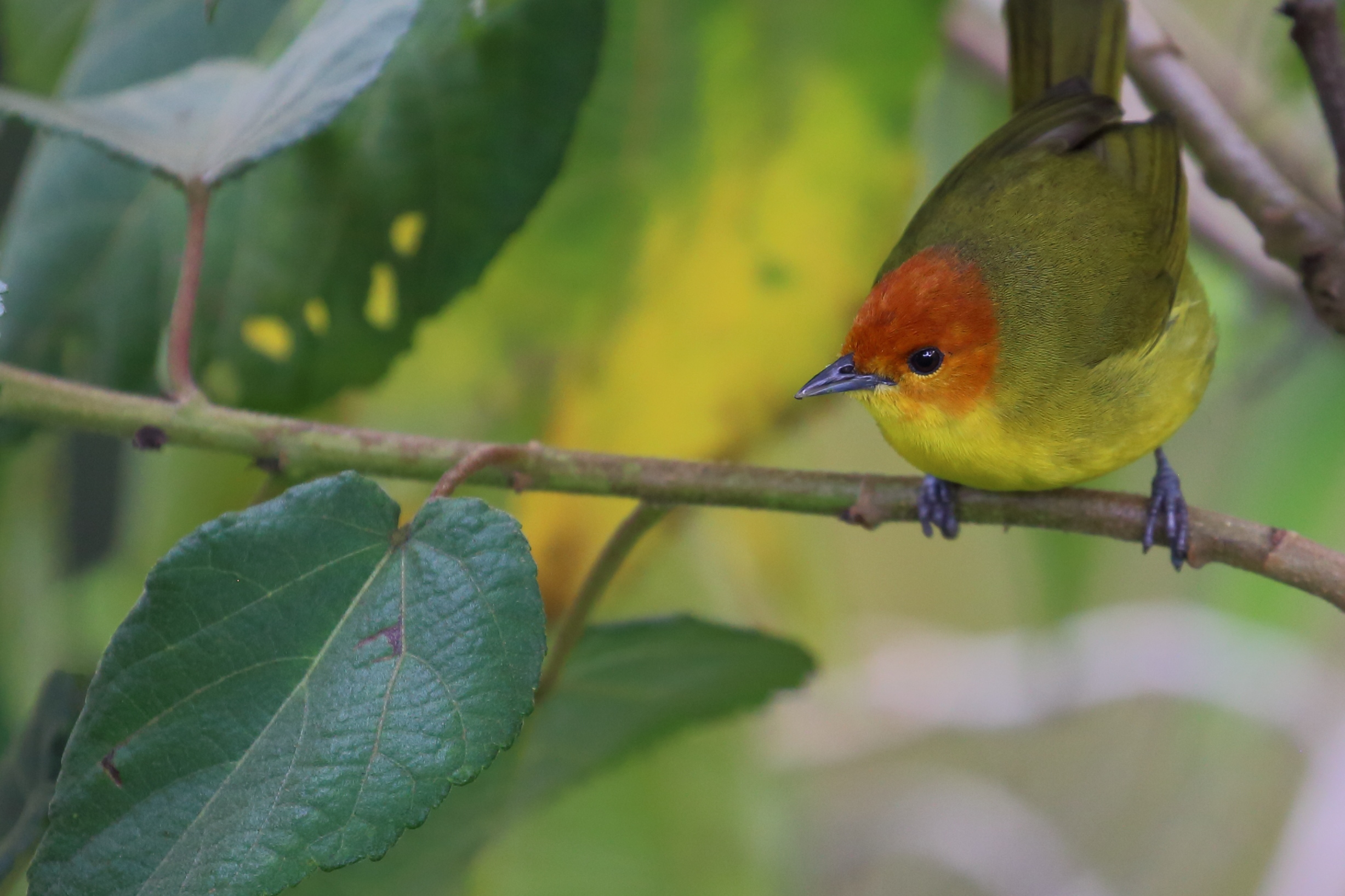Rust-and-yellow Tanager