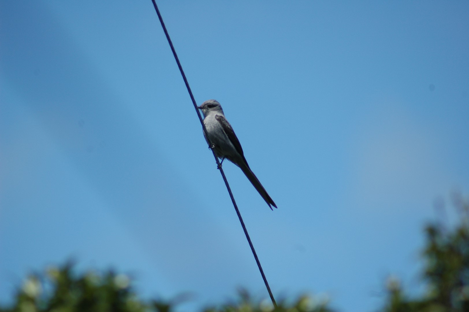 Rusty-backed Antwren