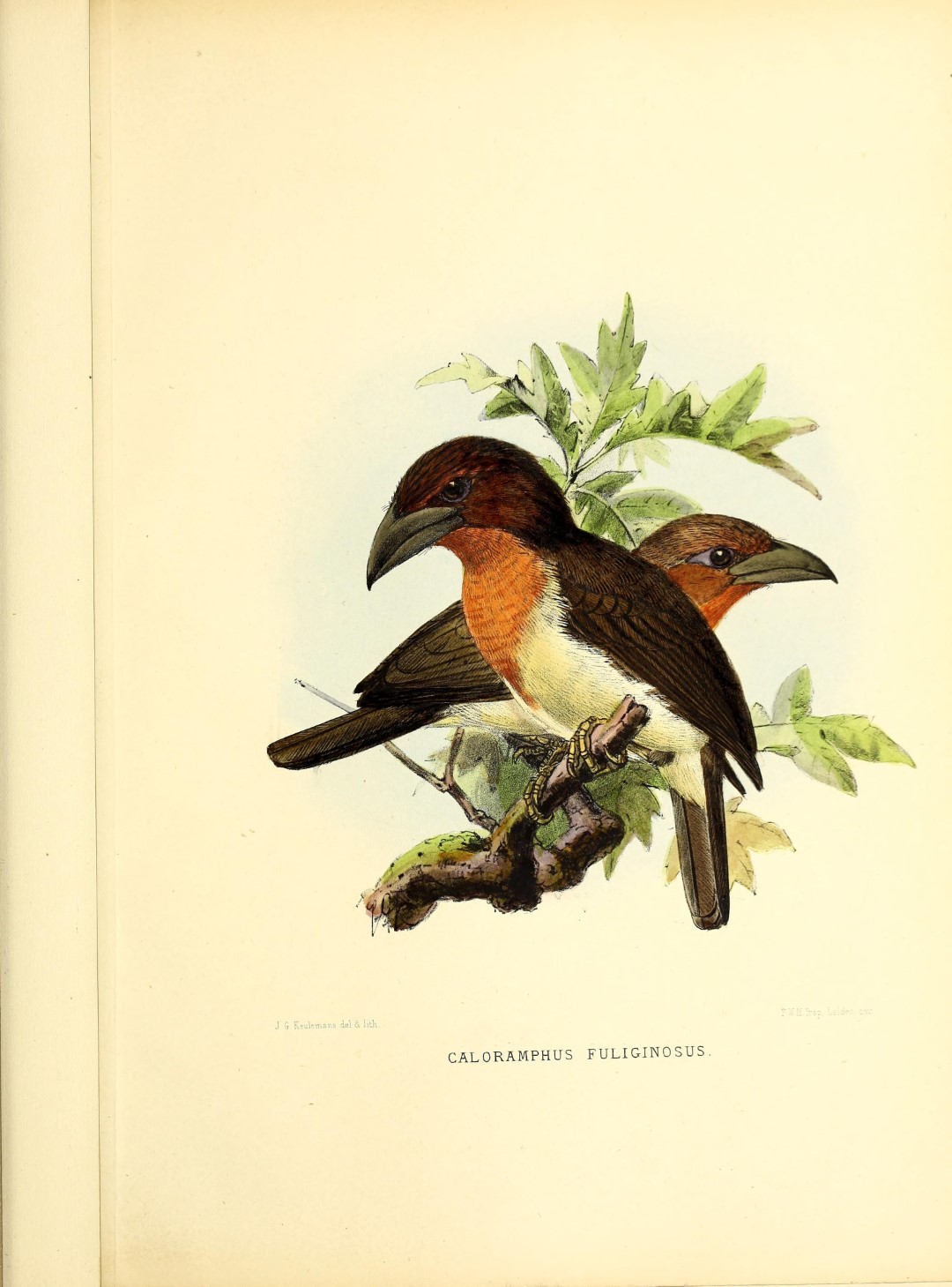 Rusty-backed Antwren