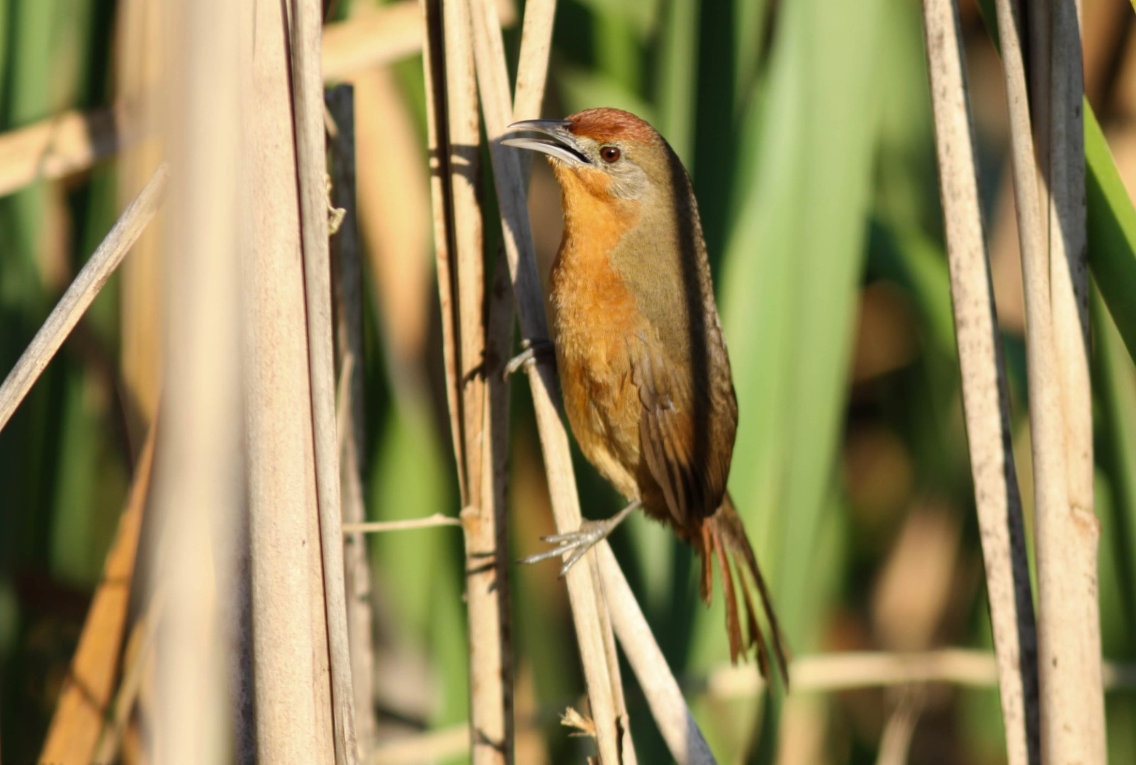 Rusty-backed spinetail