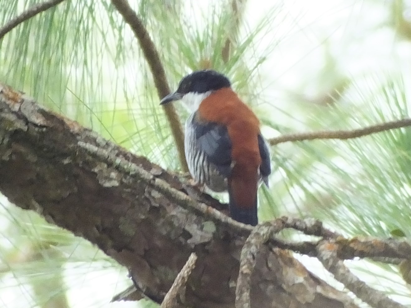 Rusty-belted Tapaculo