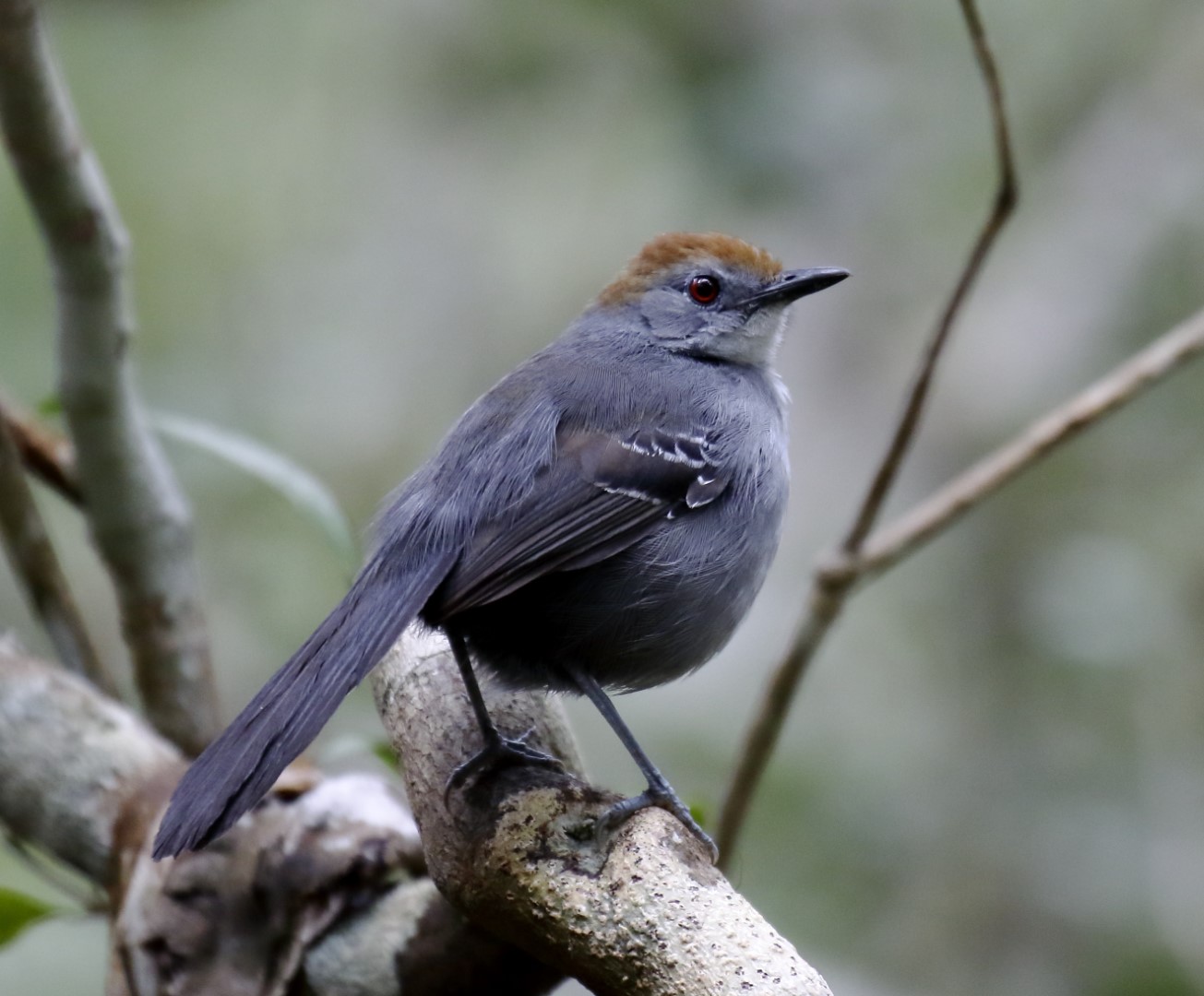 Rusty-breasted Antpitta