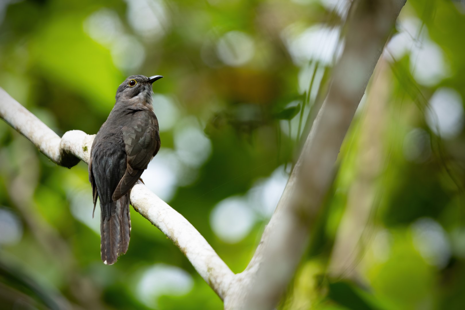 Rusty-breasted Cuckoo