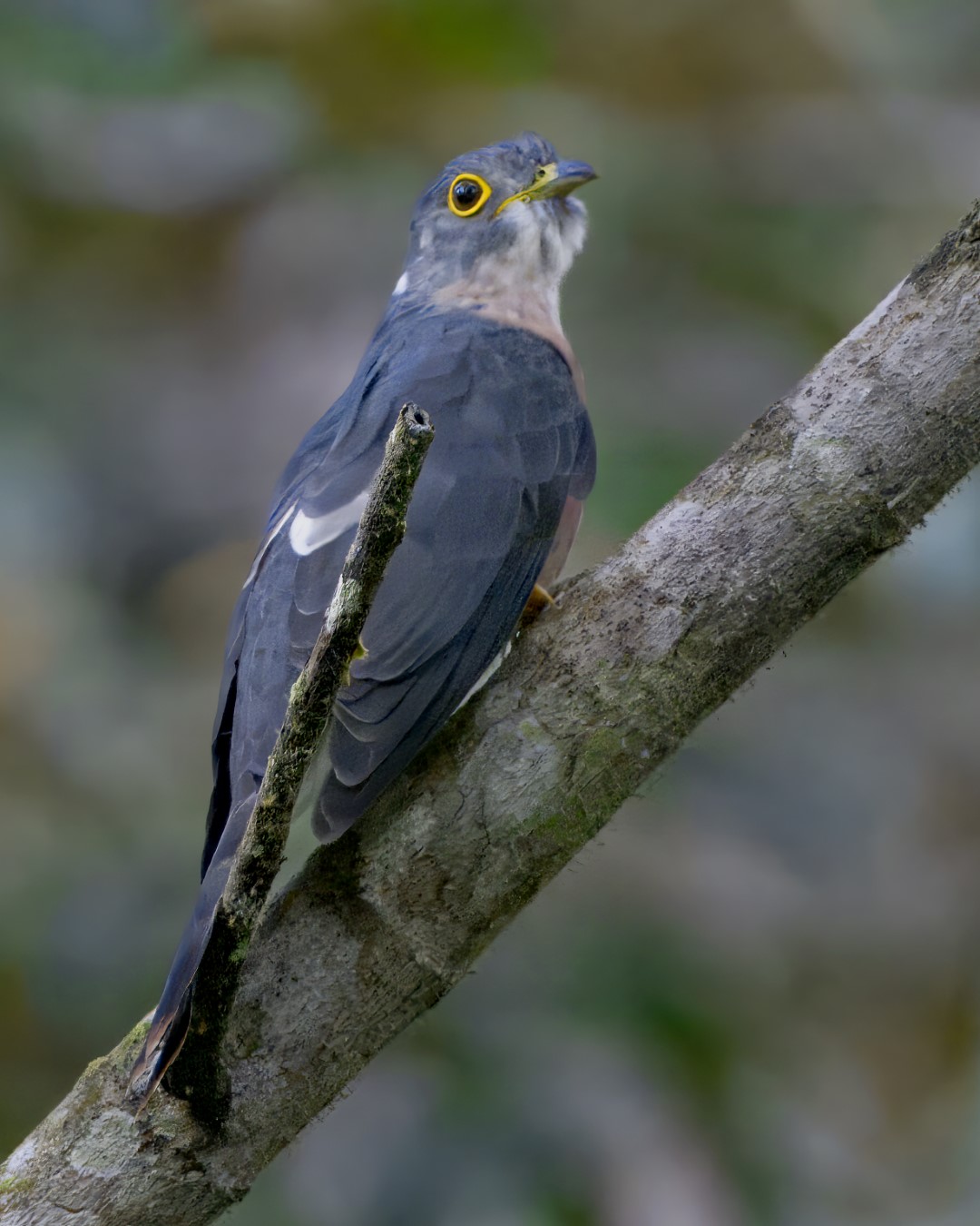Rusty-breasted Cuckoo