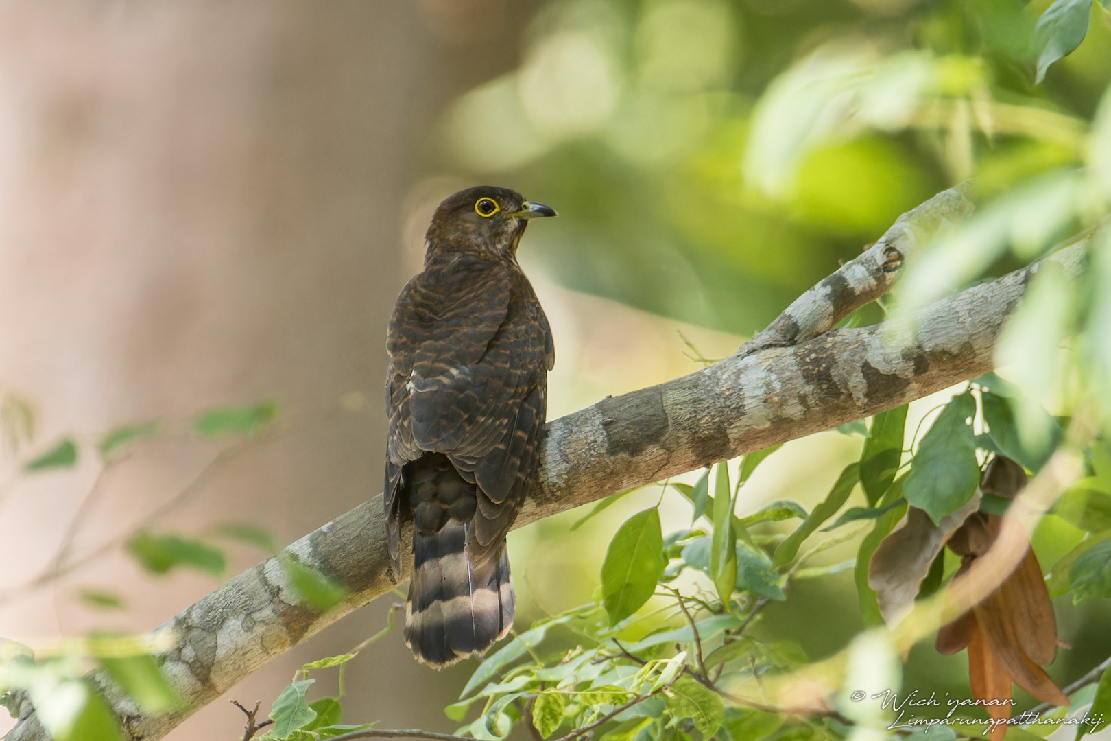 Rusty-breasted Cuckoo