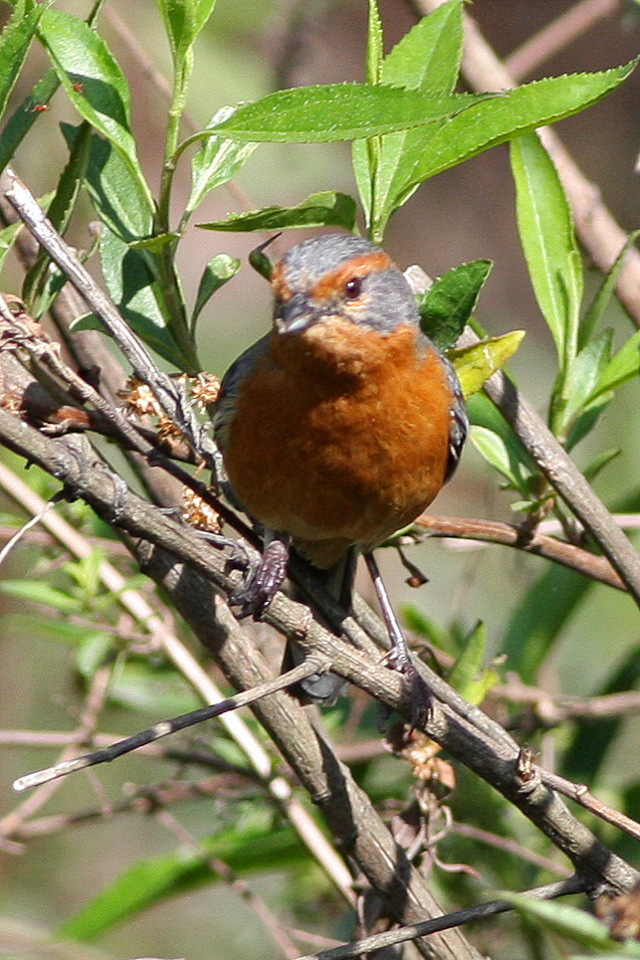 Rusty-browed Warbling Finch