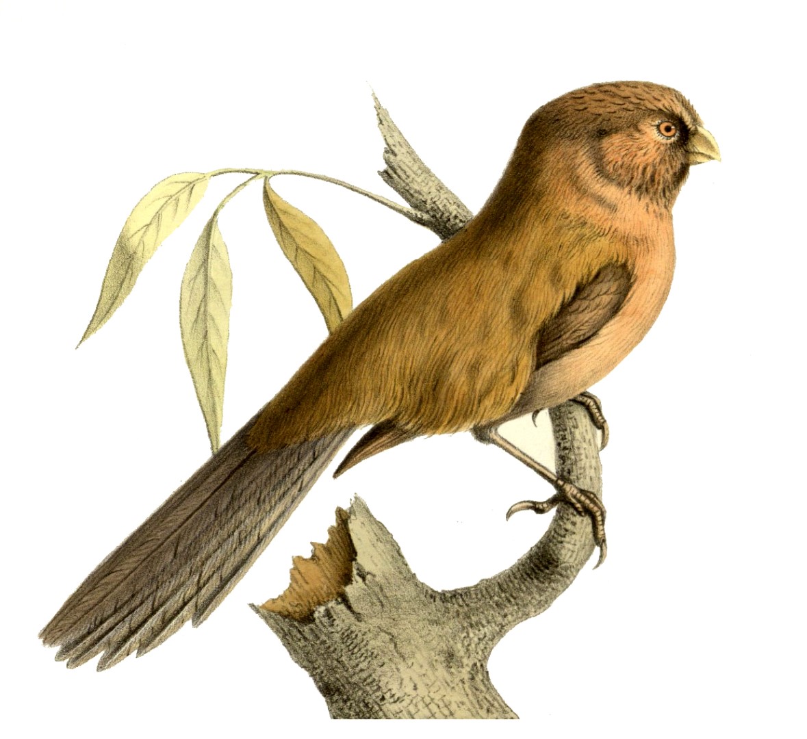 Rusty-capped Fulvetta