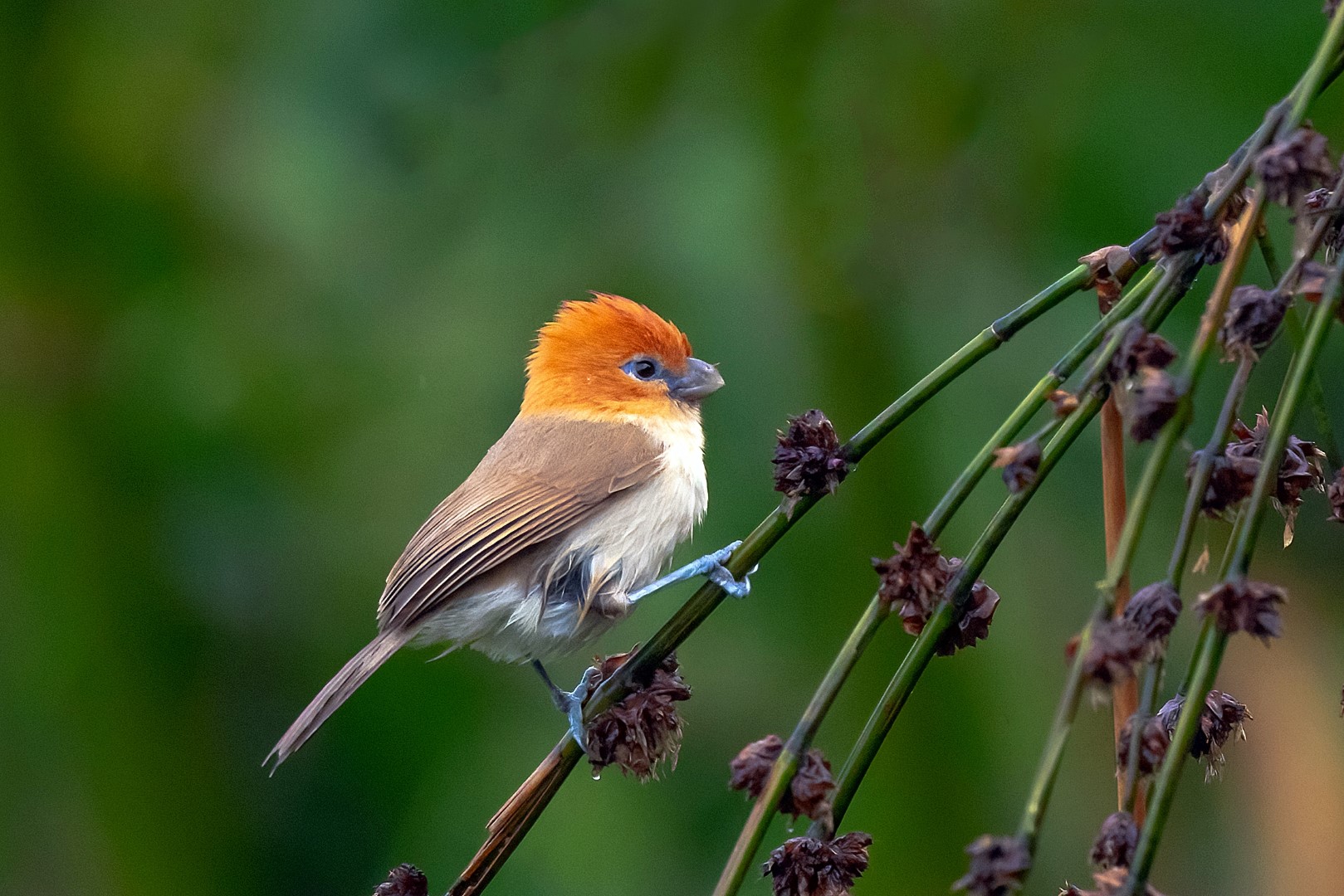 Rusty-capped Fulvetta
