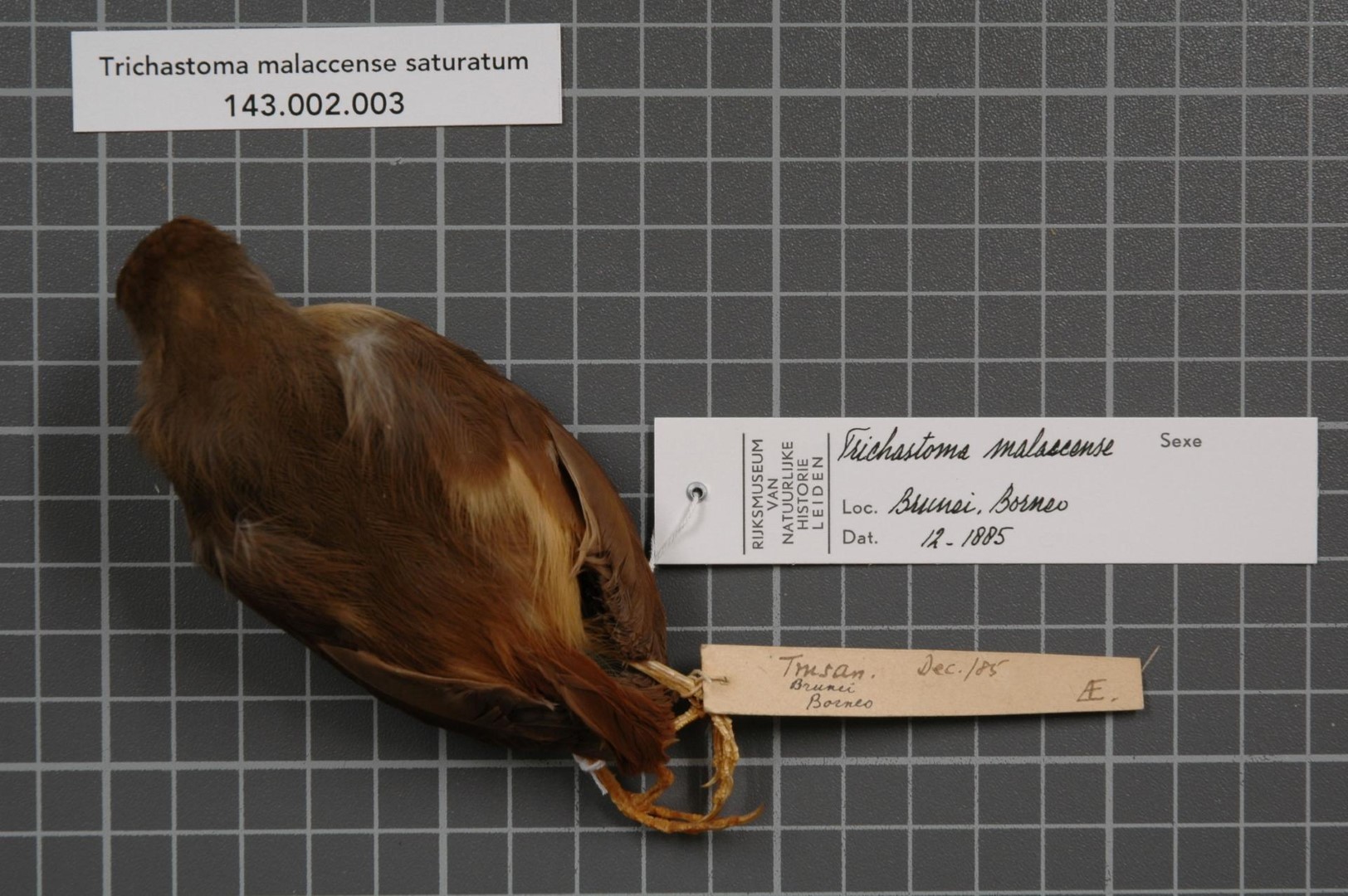 Rusty-capped Fulvetta