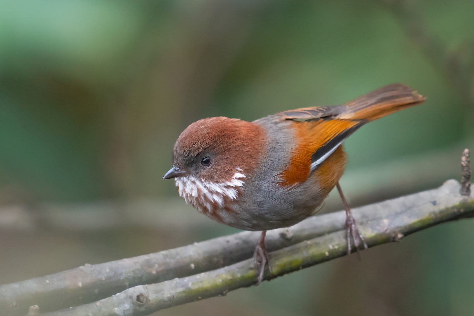 Rusty-capped Fulvetta