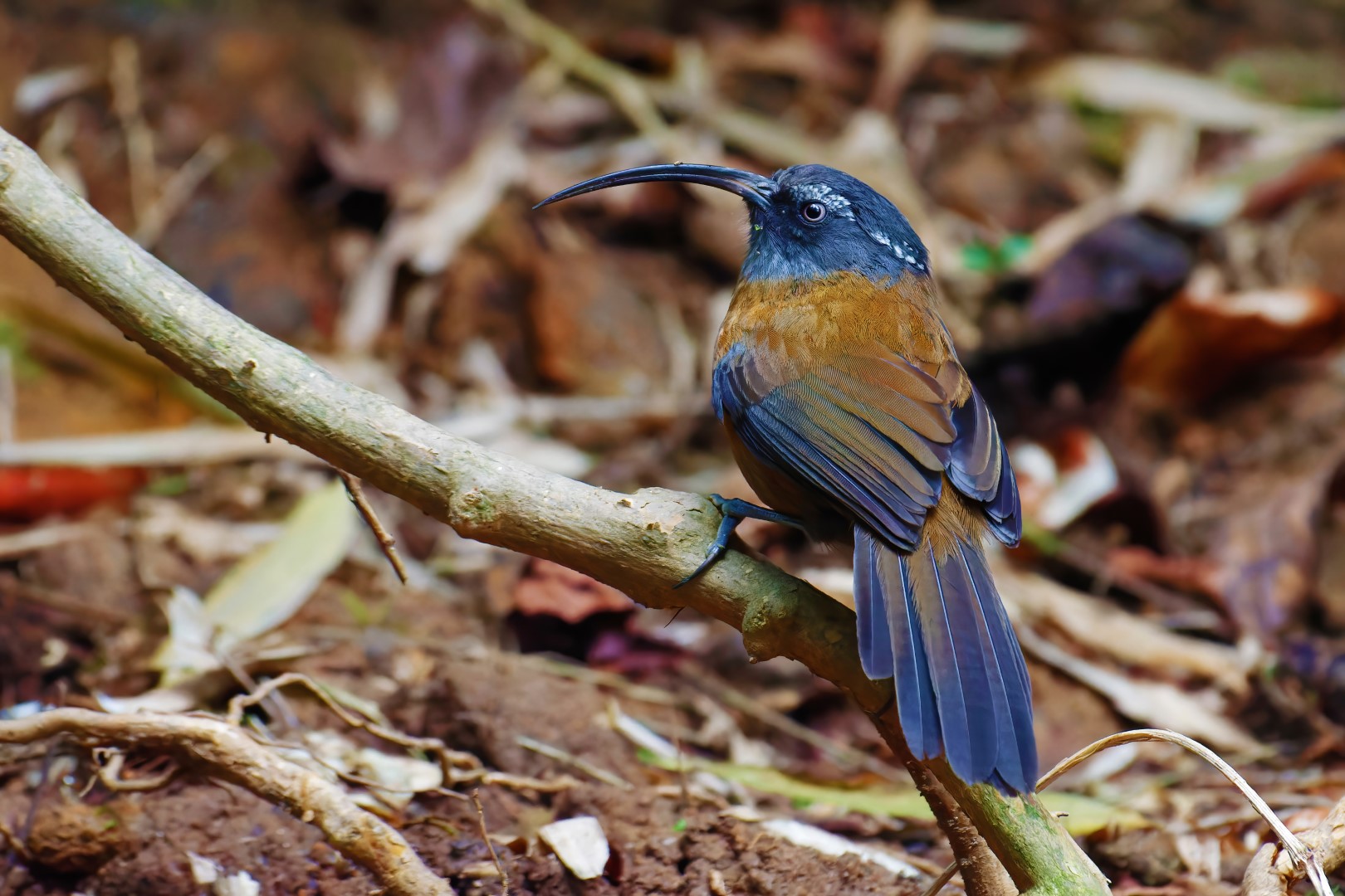 Rusty-cheeked scimitar babbler