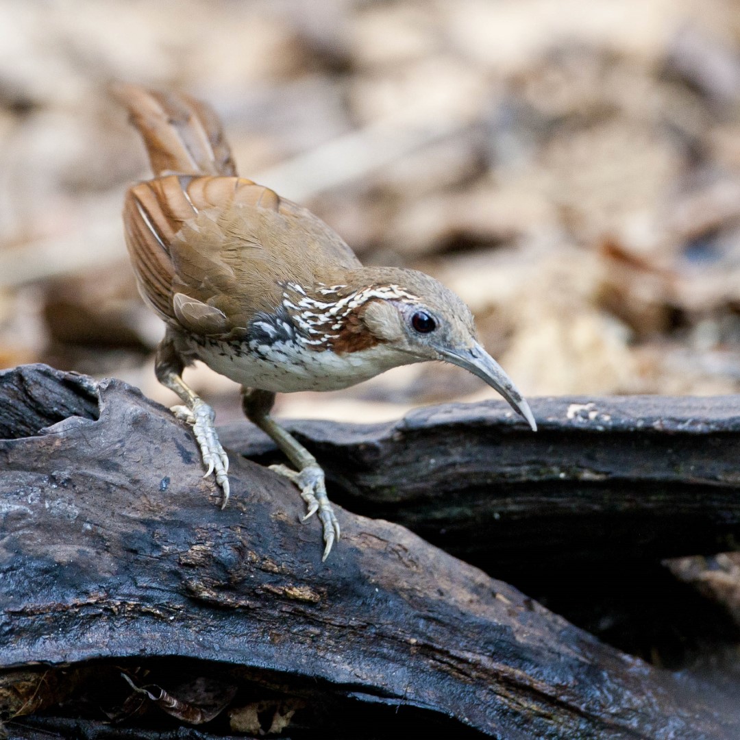 Rusty-cheeked Scimitar Babbler