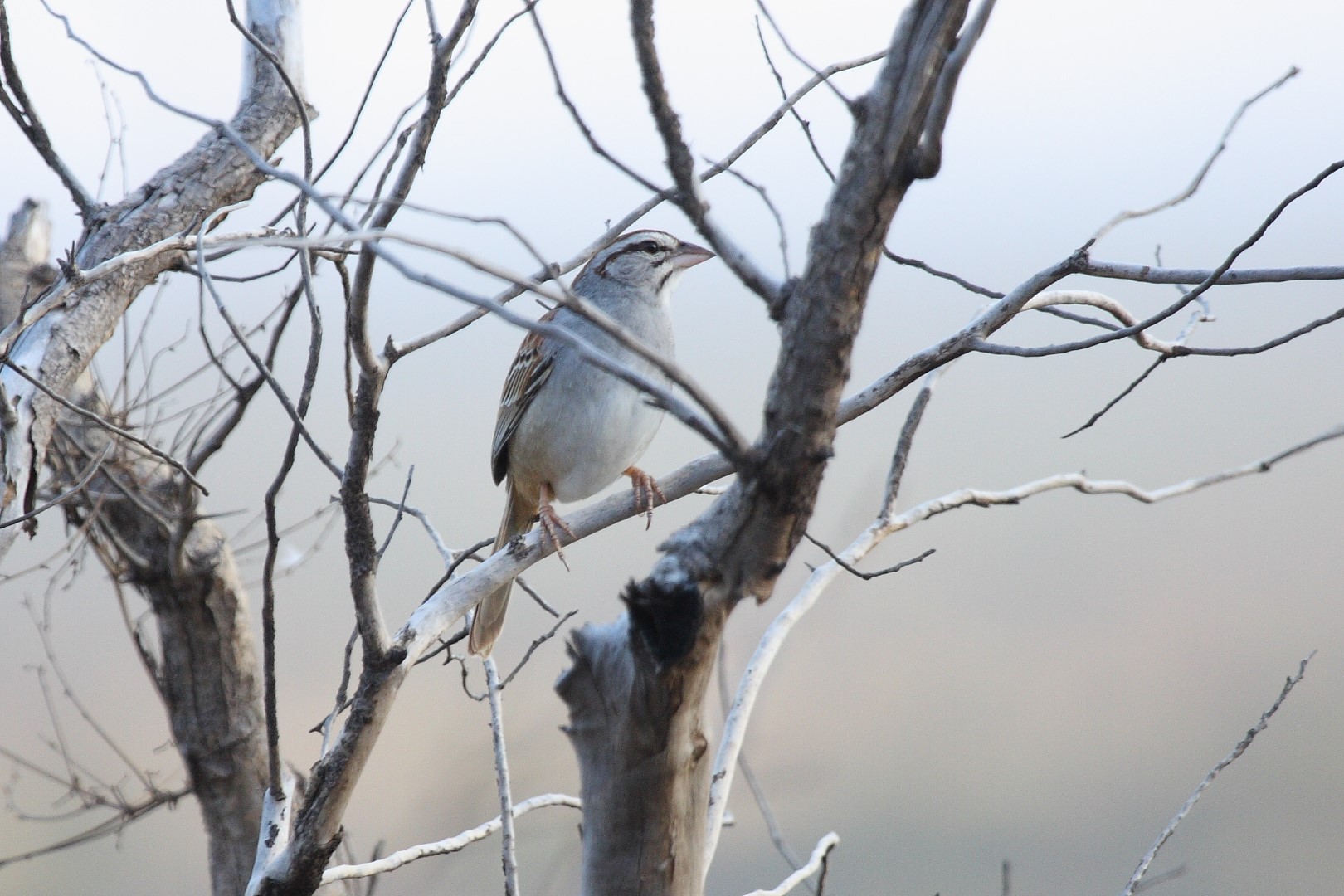 Rusty-crowned Ground Sparrow