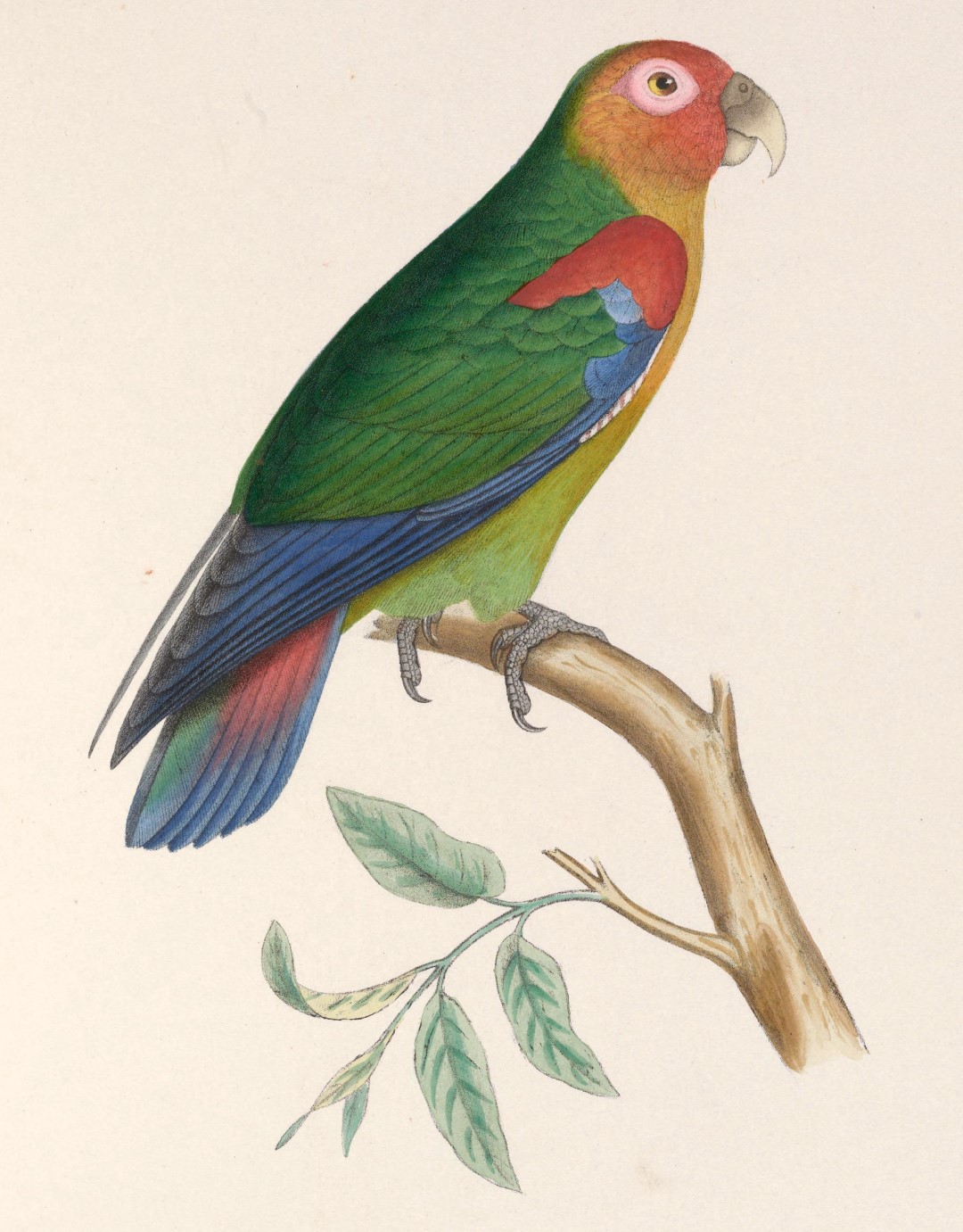 Rusty-faced Parrot
