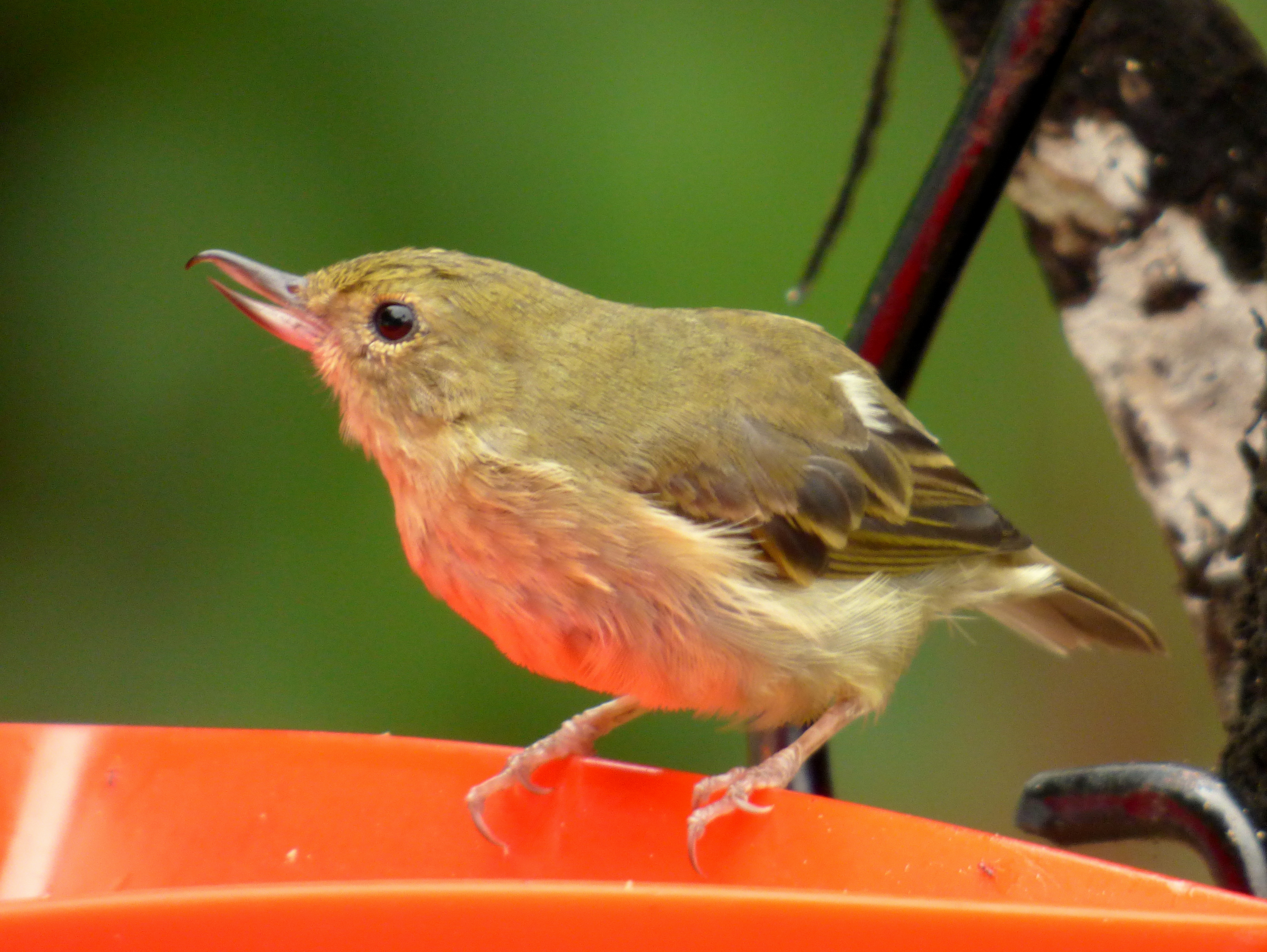 Rusty Flowerpiercer