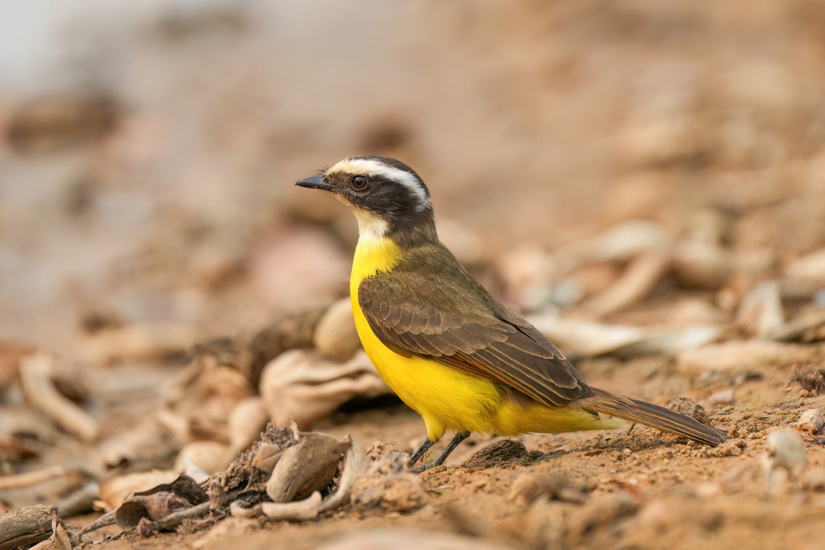 Rusty-margined Flycatcher