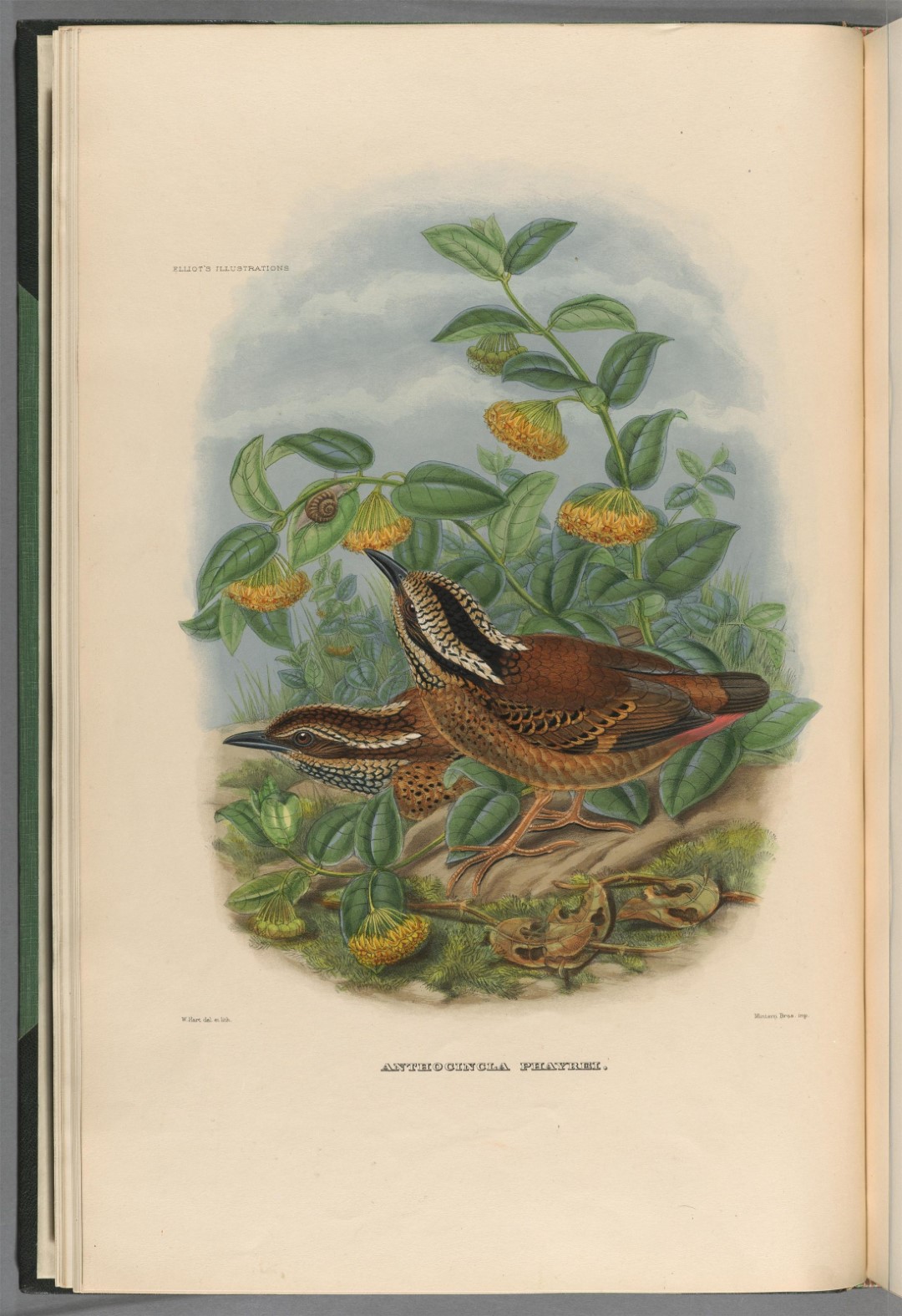 Rusty-naped pitta