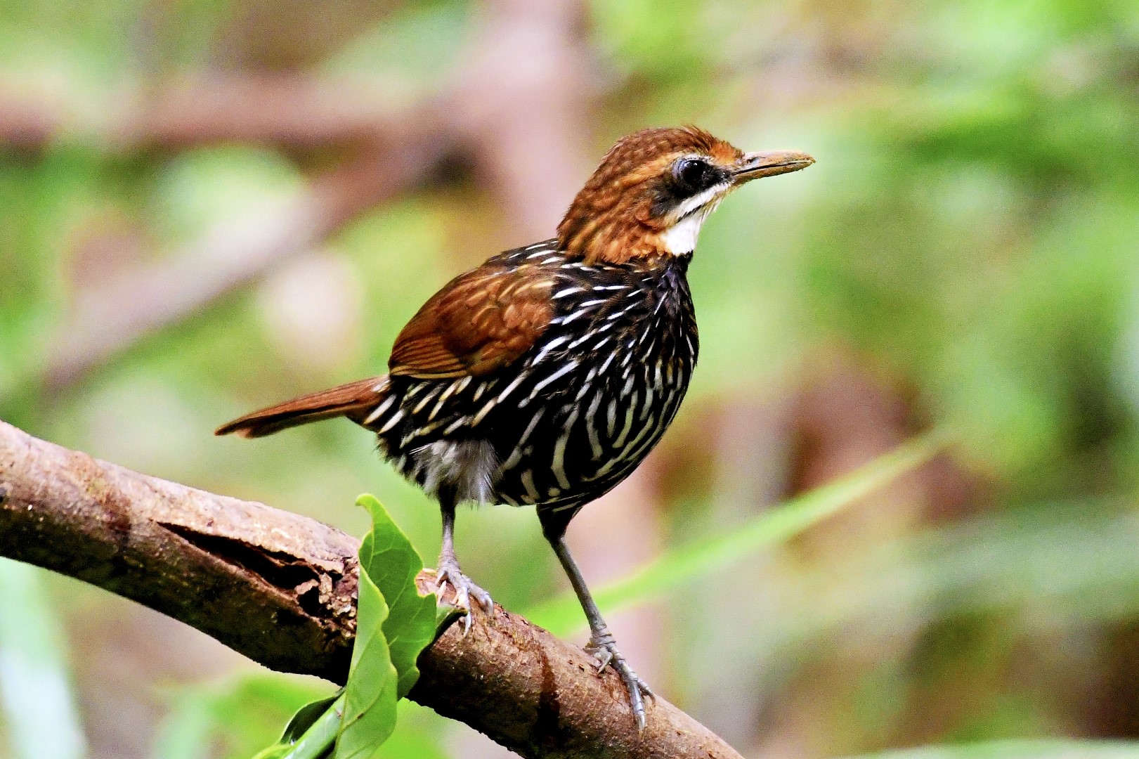 Rusty-naped pitta