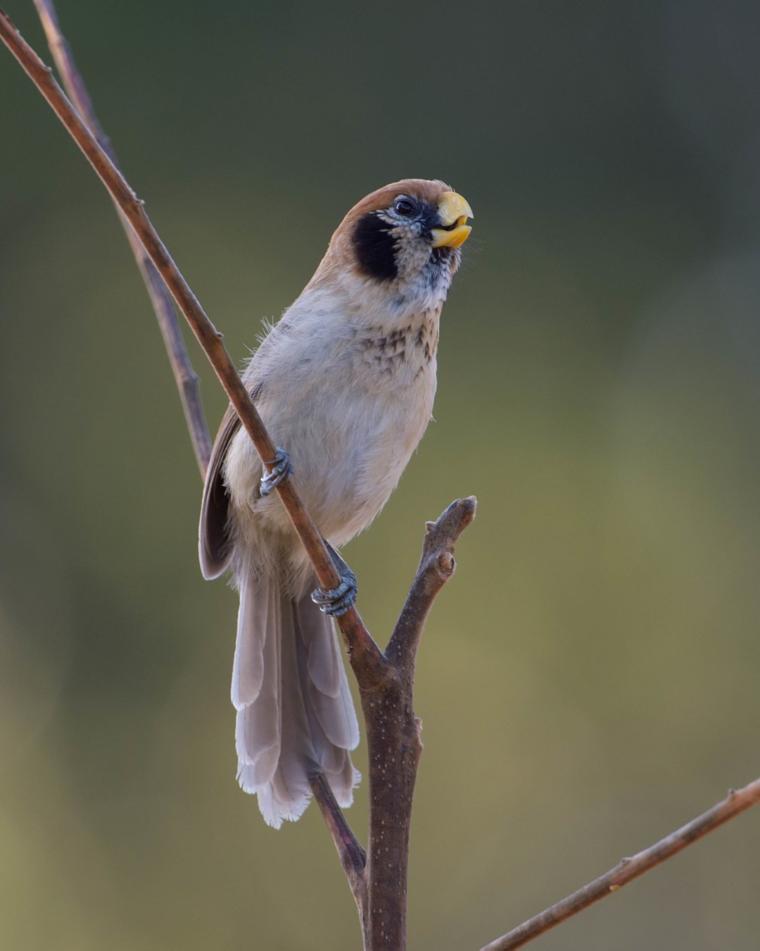 Rusty-necked parrotbill