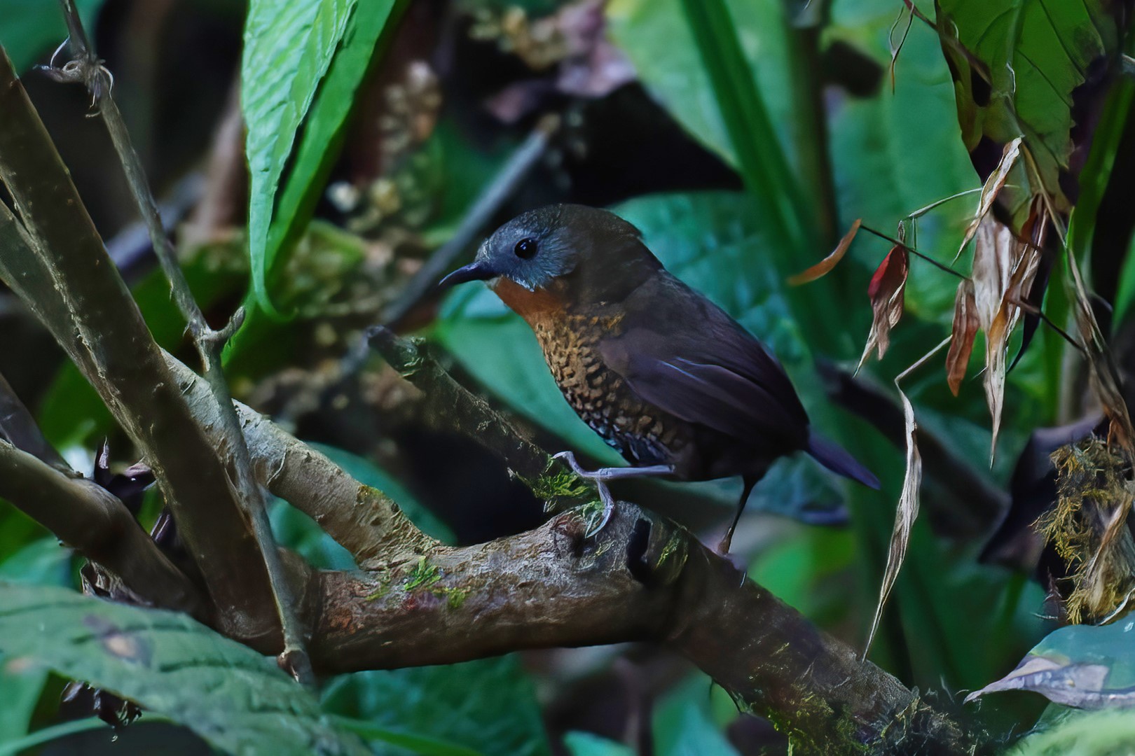 Rusty-throated wren-babbler