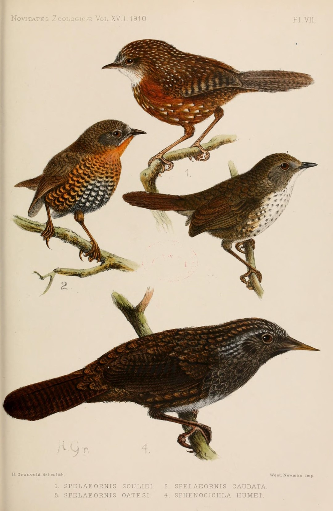 Rusty-throated wren-babbler