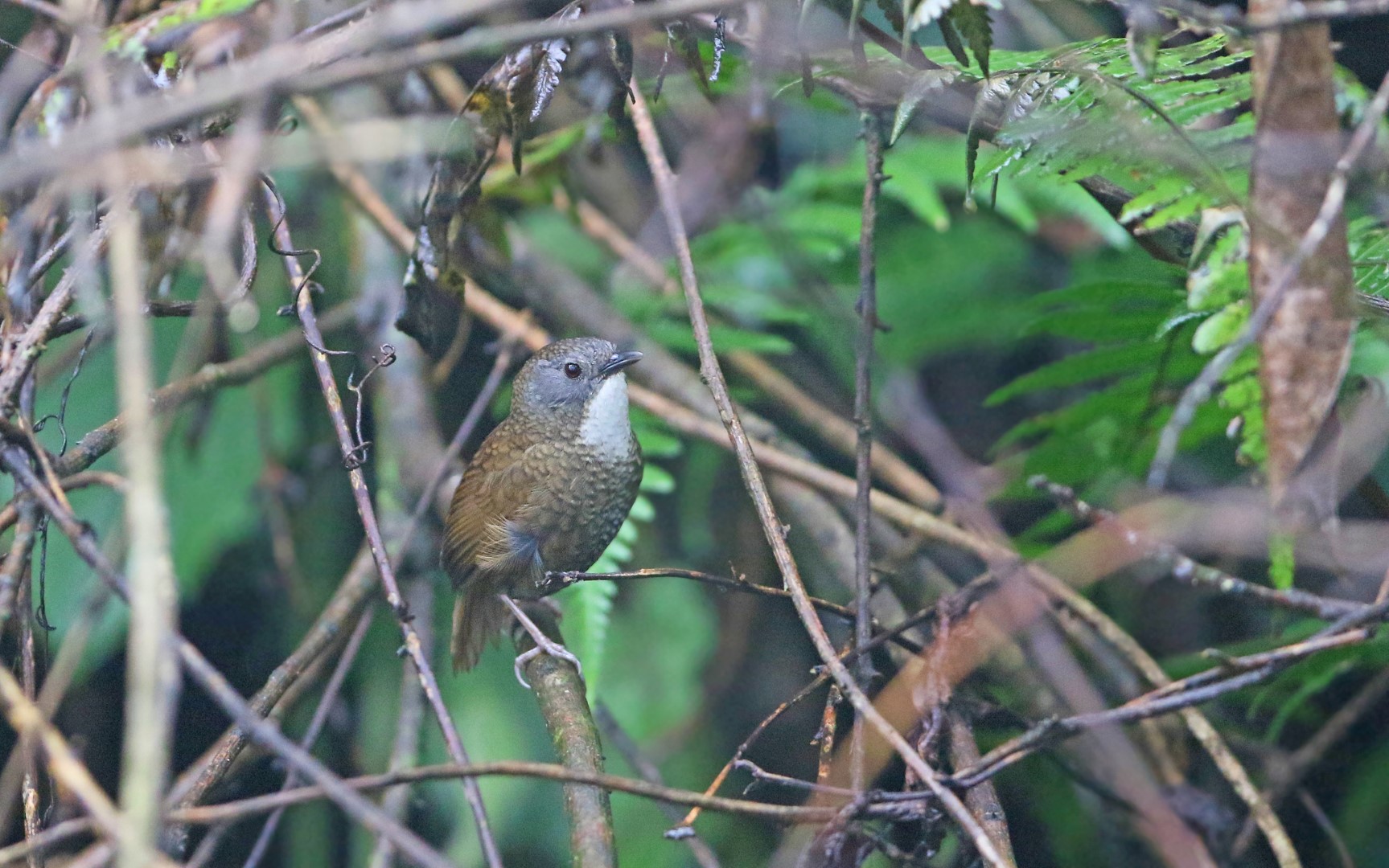 Rusty-throated Wren-babbler