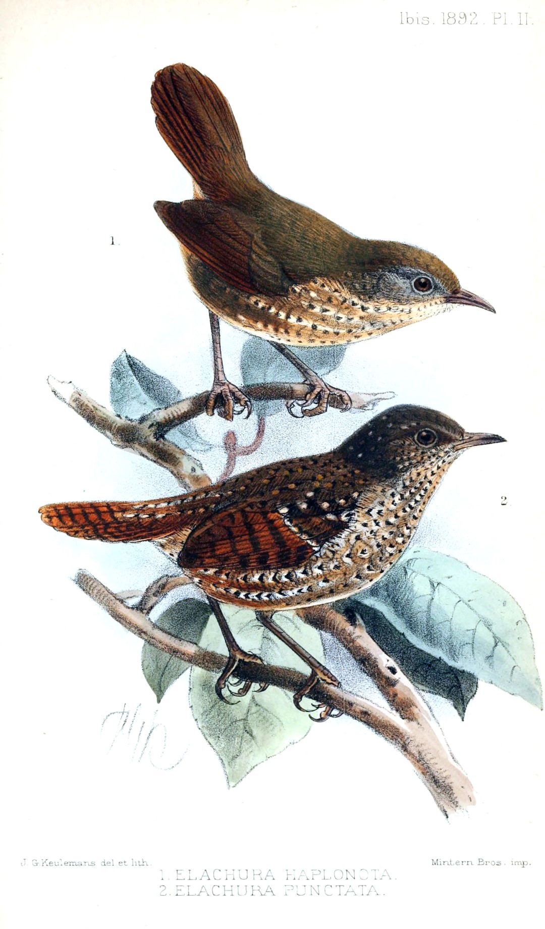 Rusty-throated Wren-Babbler