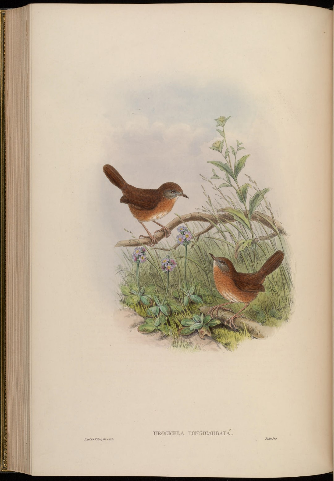 Rusty-throated wren-babbler