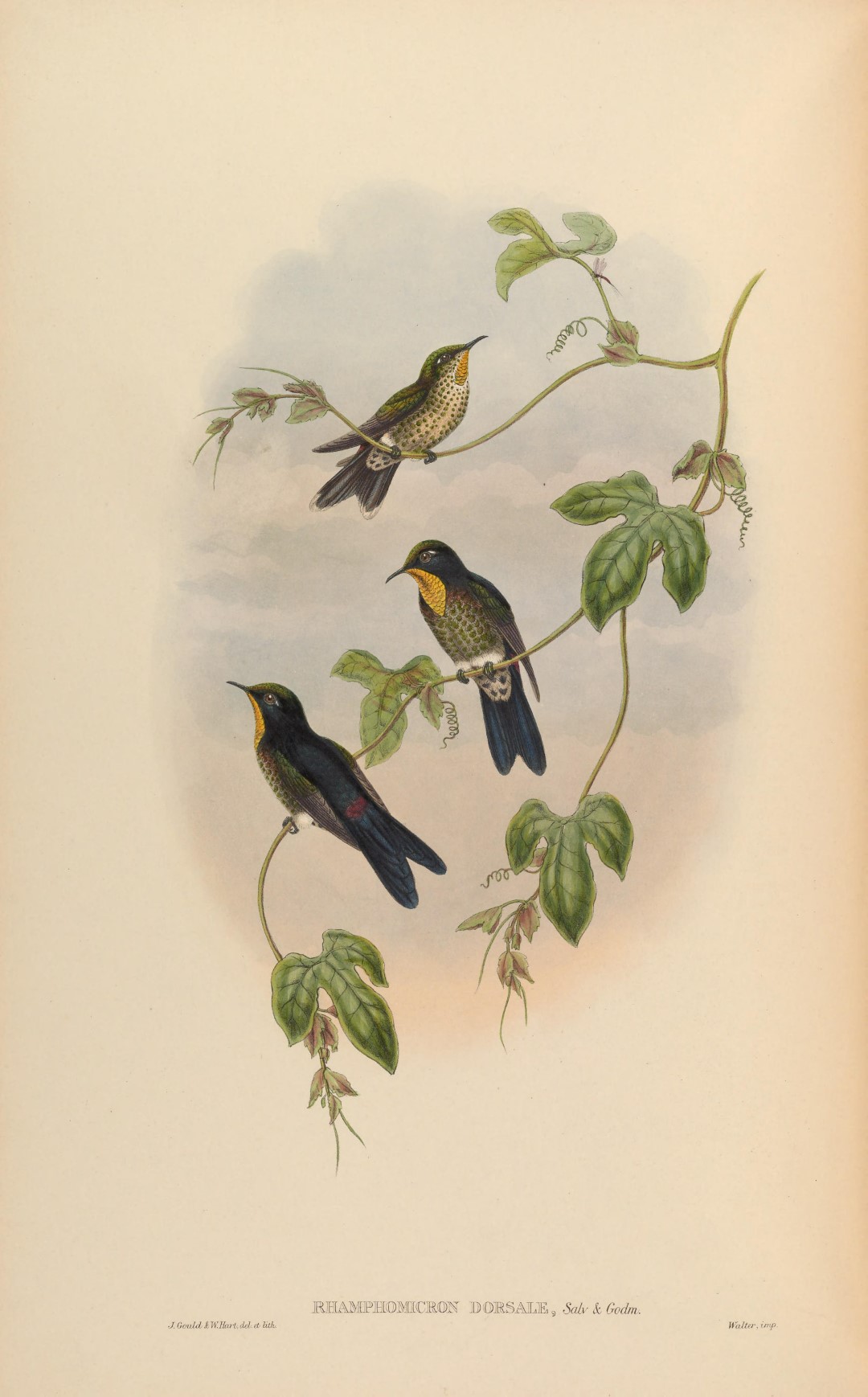 Rusty-tinged Antpitta