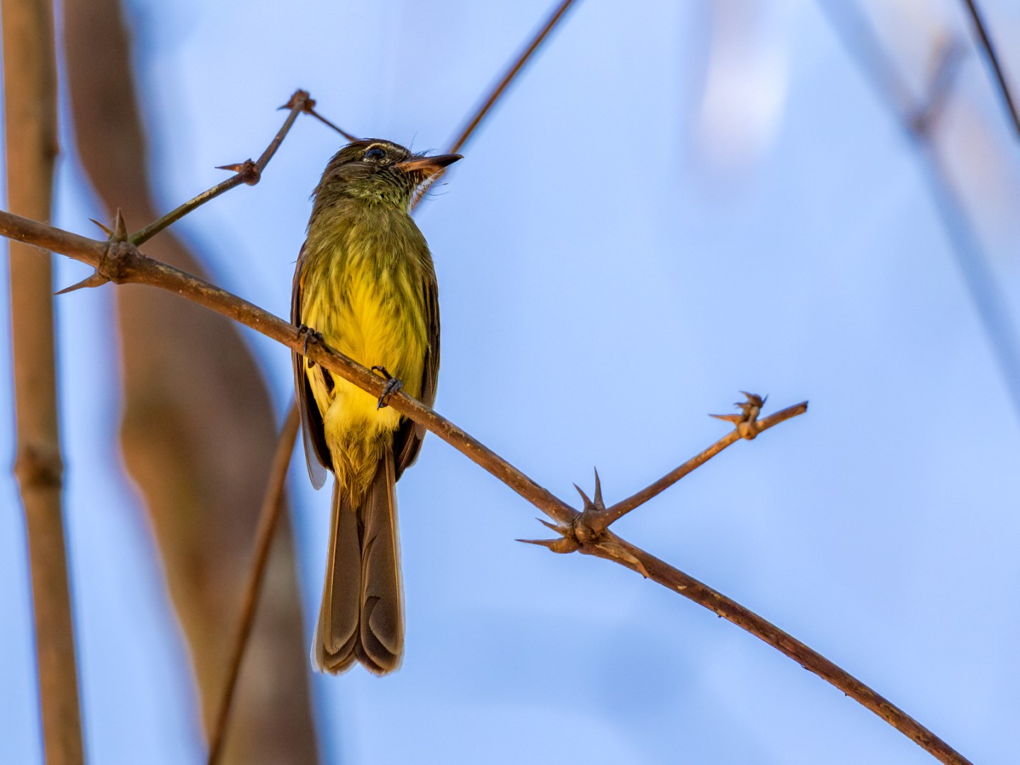 Rusty-winged Barwing