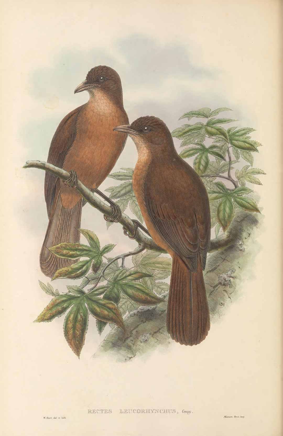 Rusty-winged Barwing