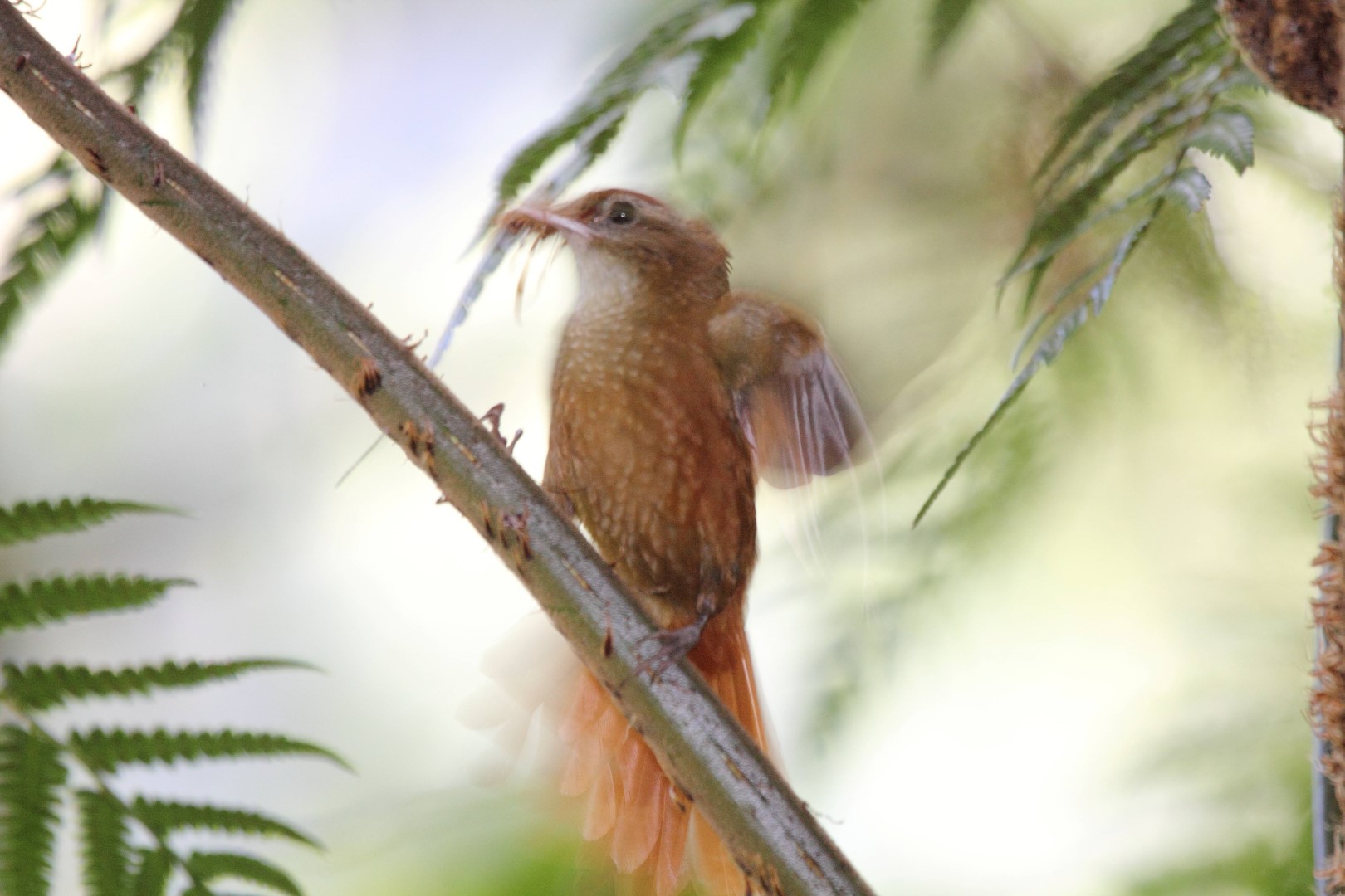 Rusty-winged Barwing
