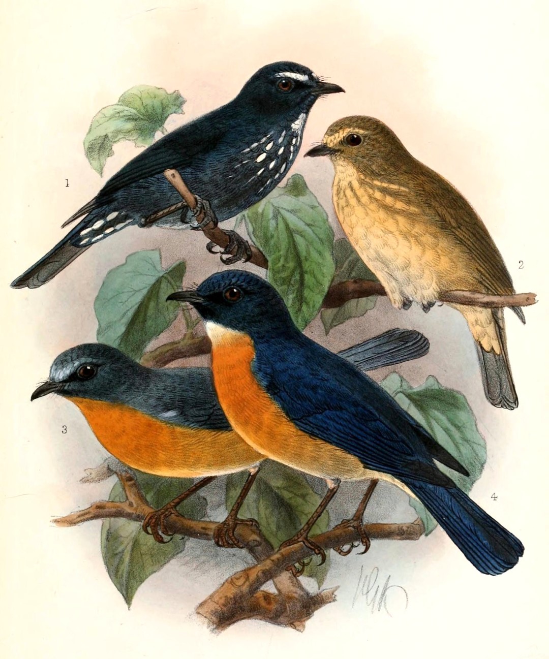 Ryukyu Flycatcher
