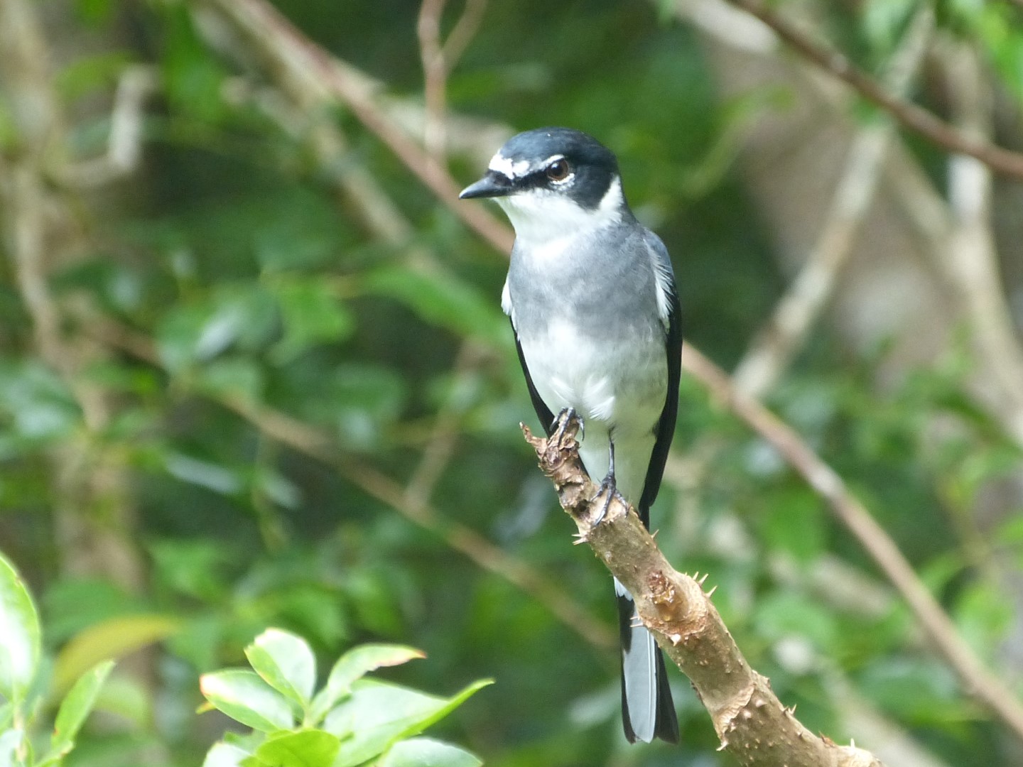 Ryukyu Minivet
