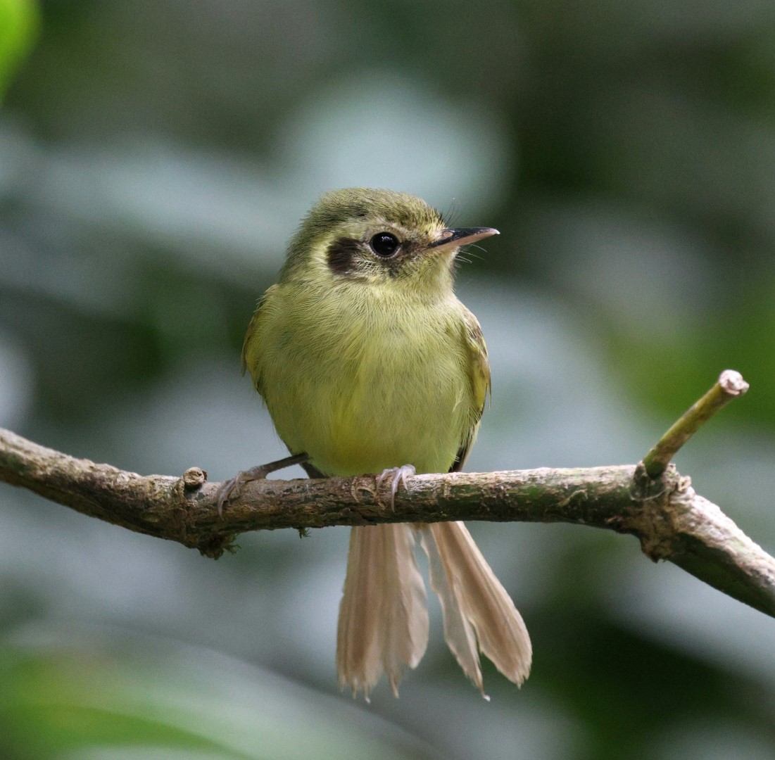 São Paulo Tyrannulet