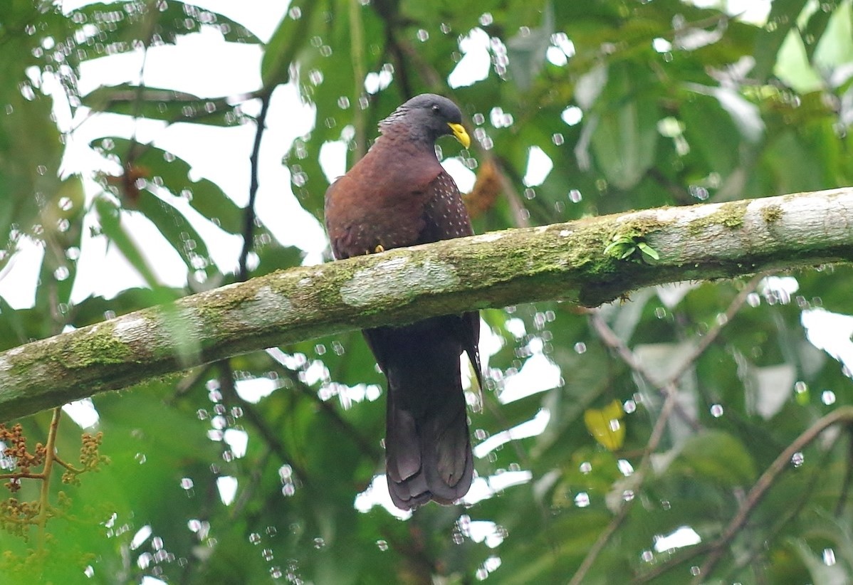 São Tomé Green Pigeon