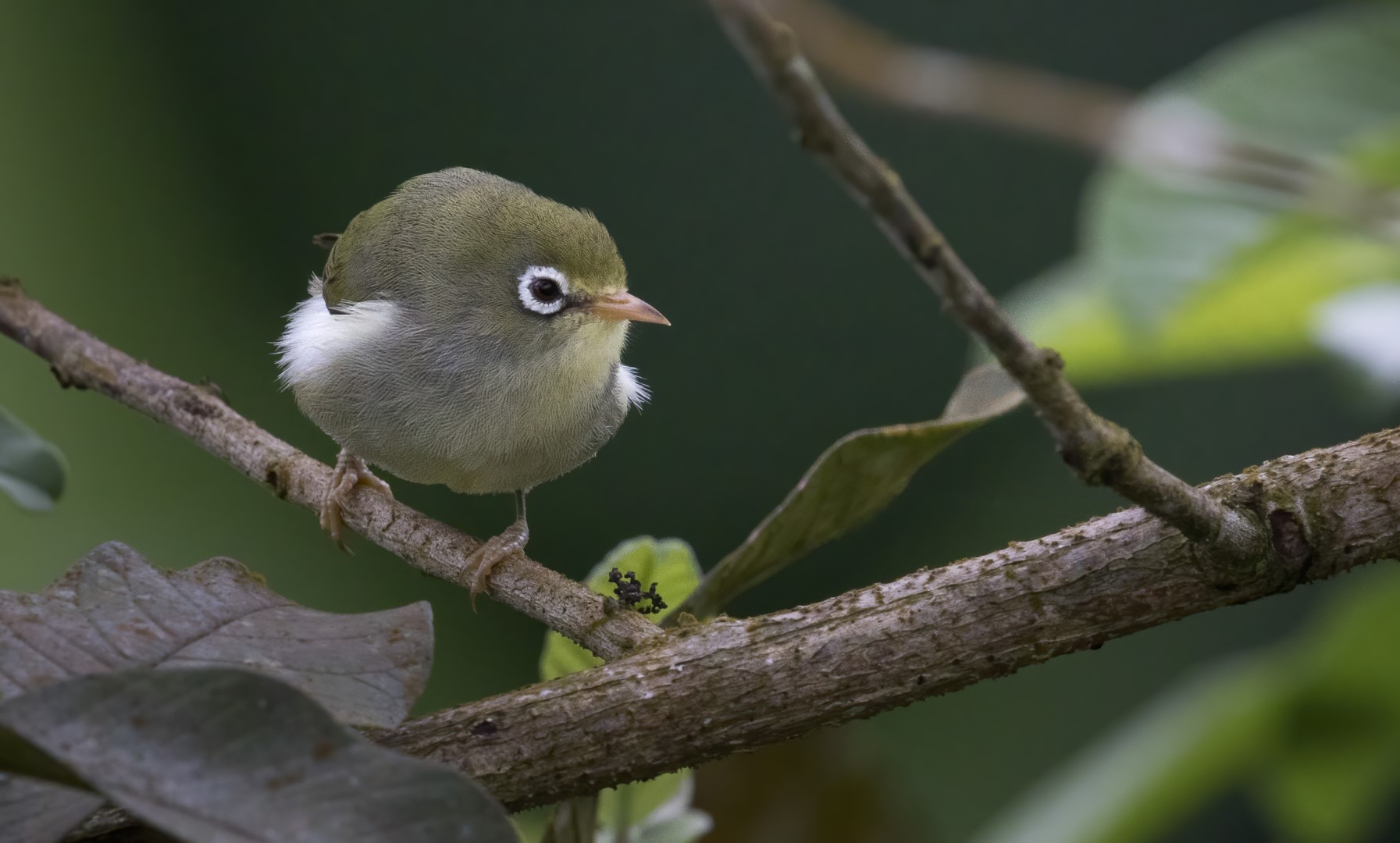 São Tomé white-eye