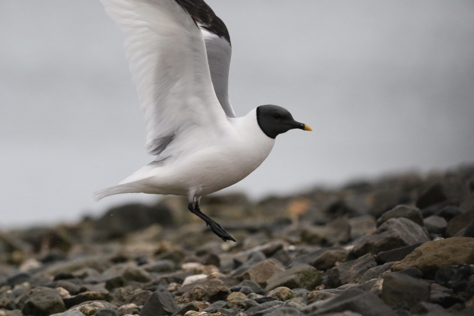 Sabine's gull
