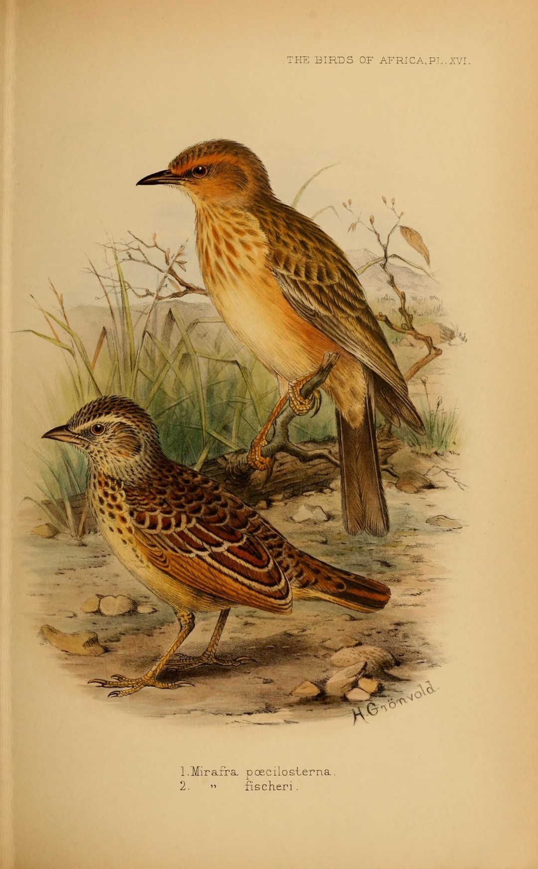 Sabota lark