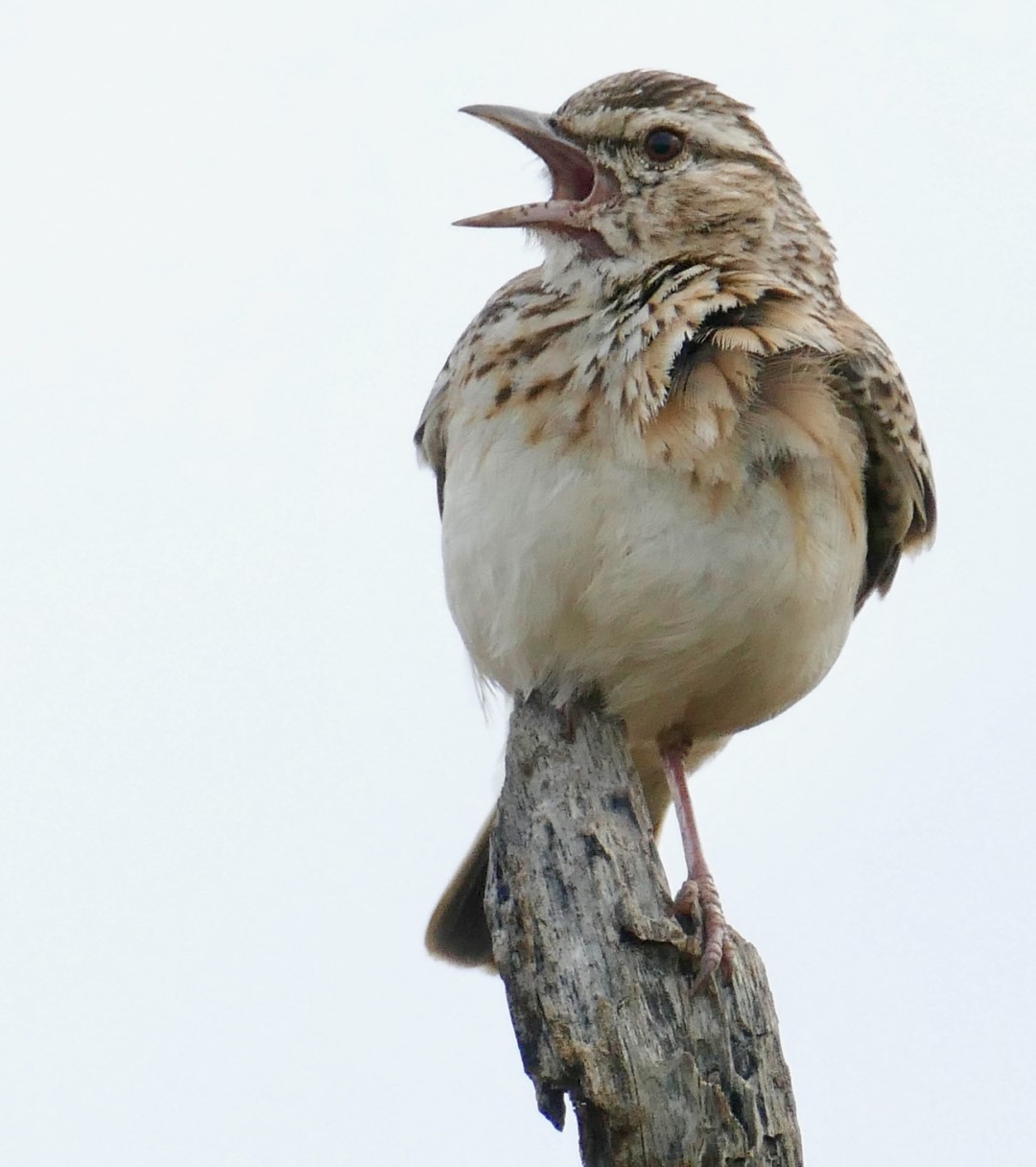 Sabota lark