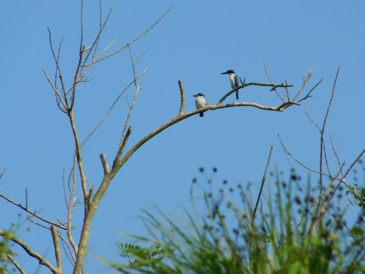 Sacred Kingfisher