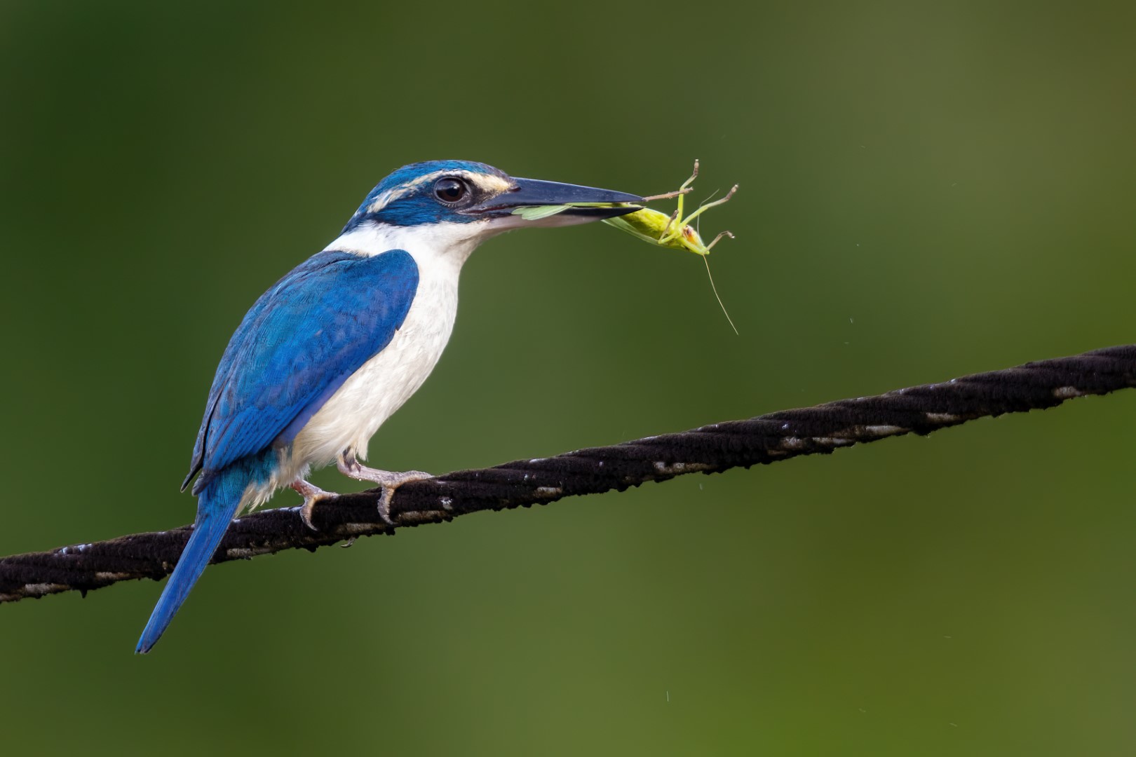 Sacred Kingfisher