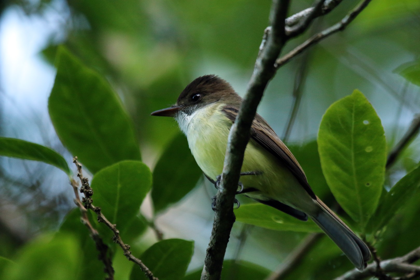 Sad Flycatcher